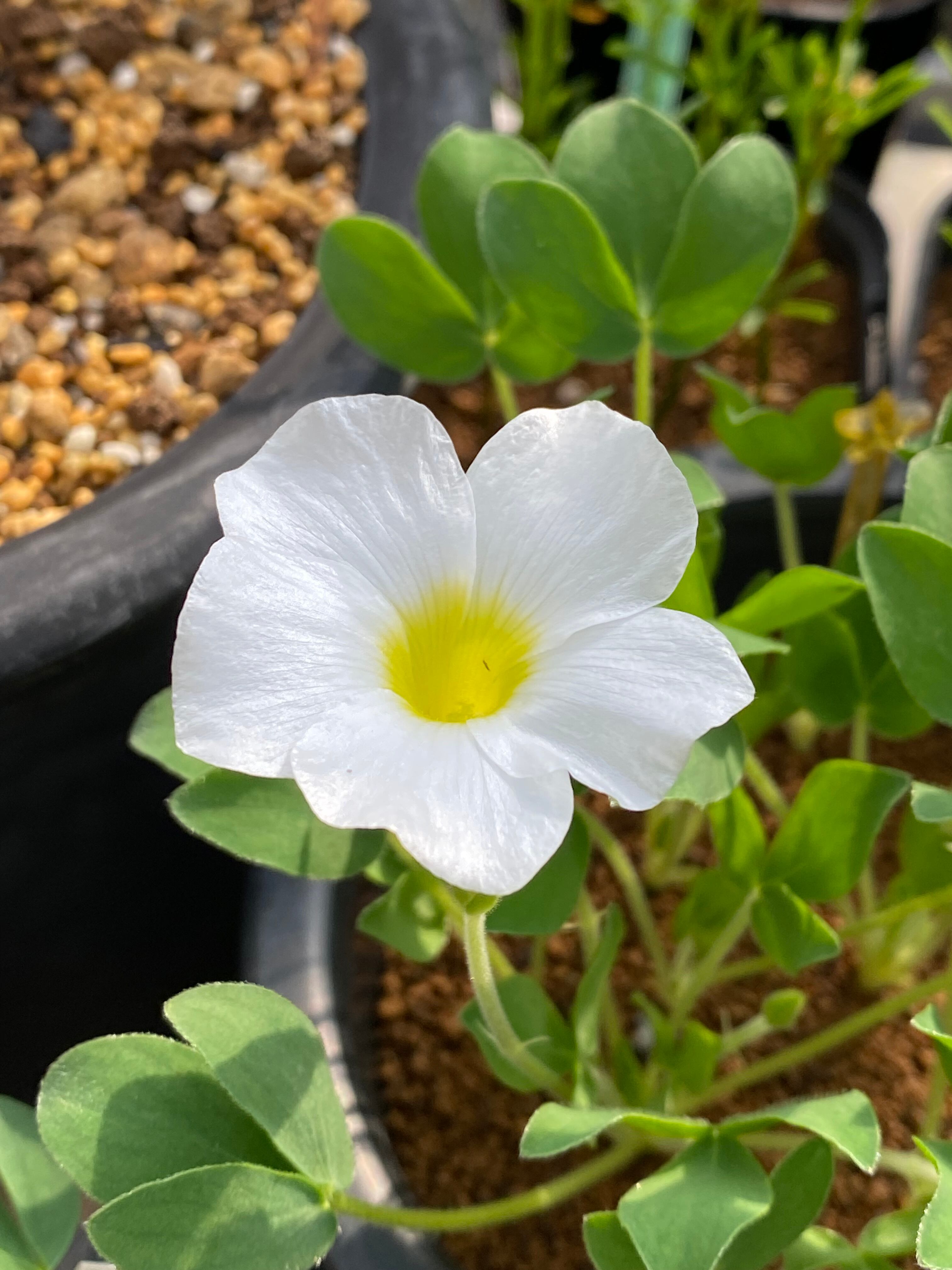 オキザリス・カミエベルゲンシス Oxalis kamiesbergensis
