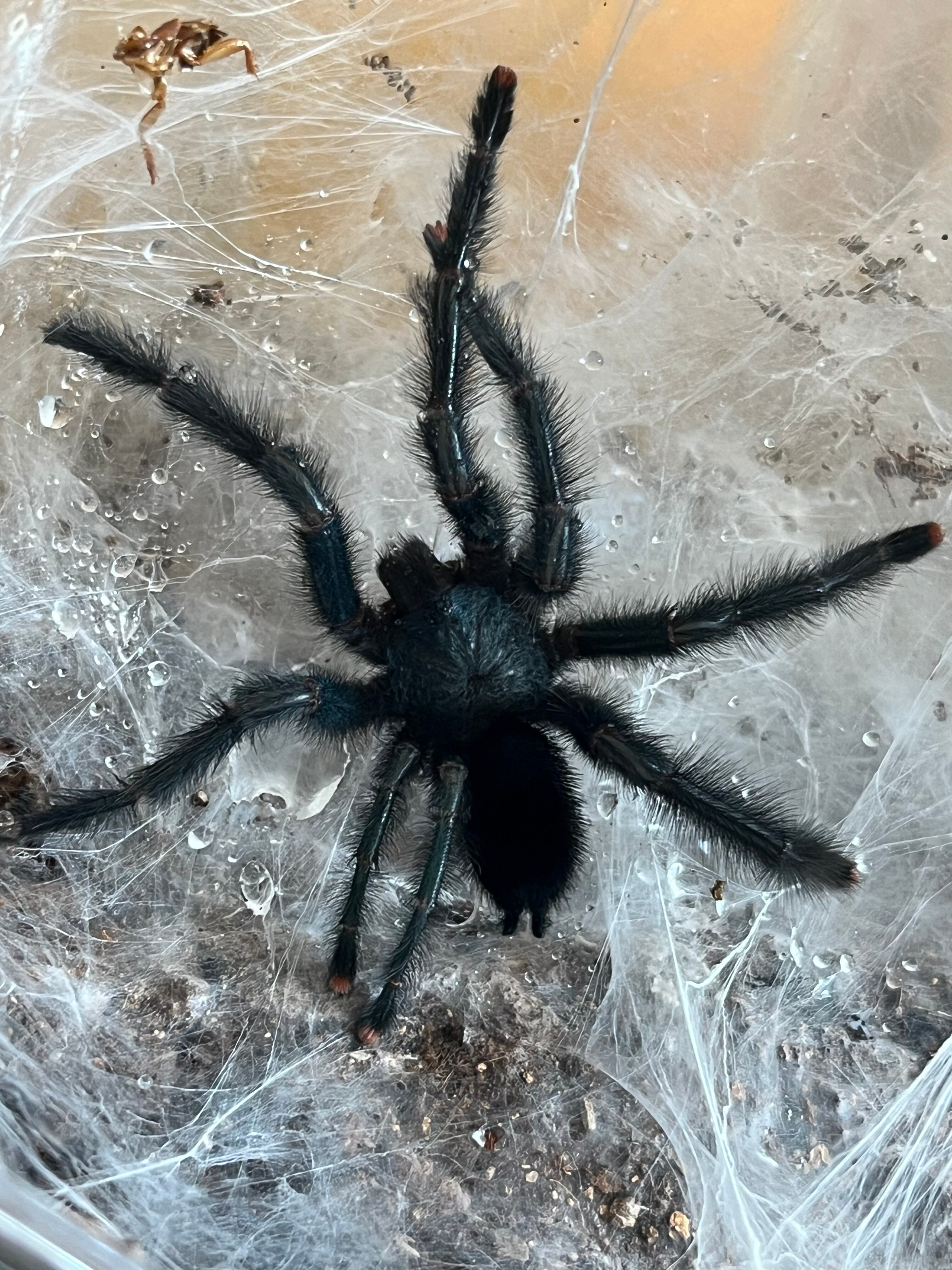 ツリースパイダー(新大陸) | オモニキチュウ