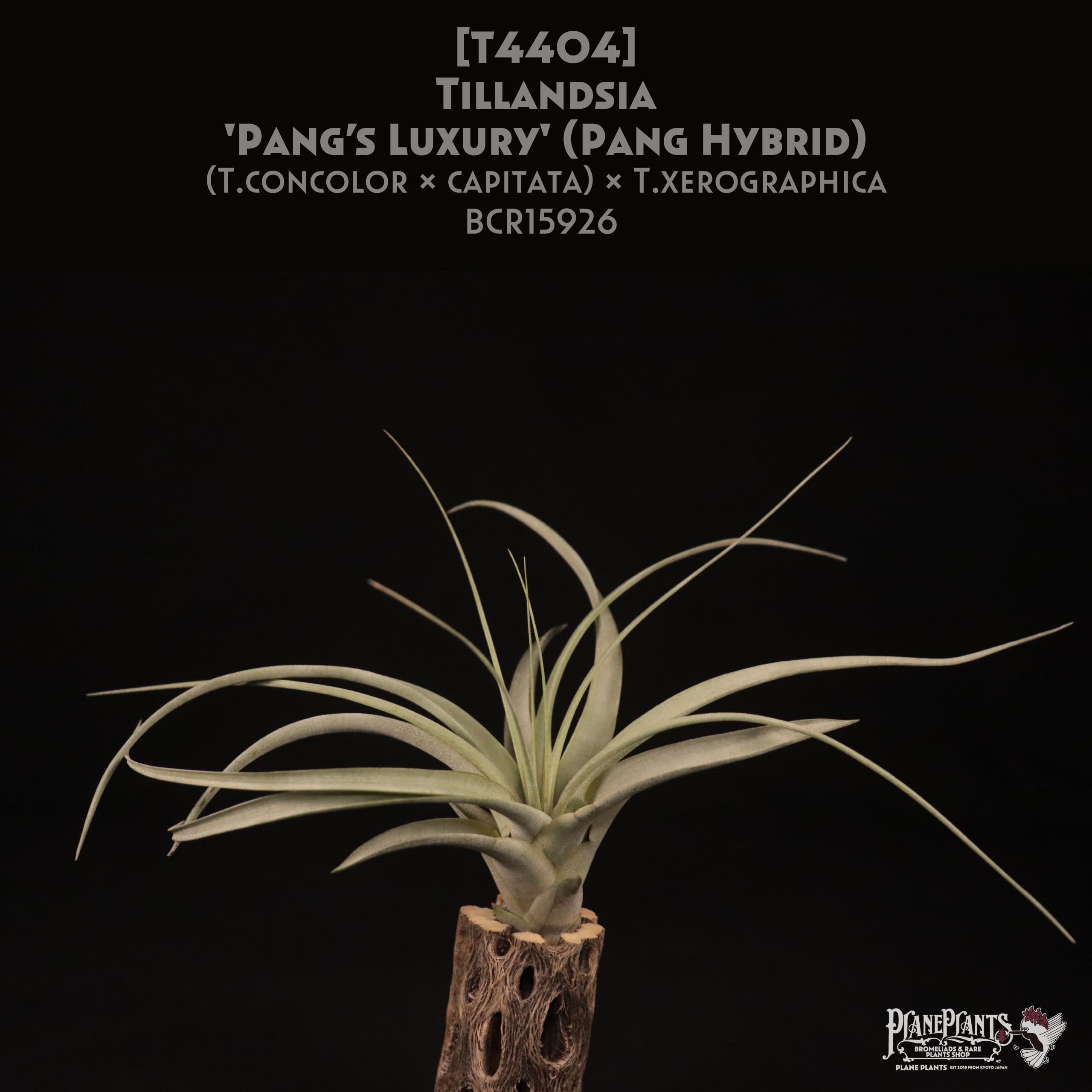 reserved】'Pang's Luxury' (Pang Hybrid)〔エアプランツ〕現品発送