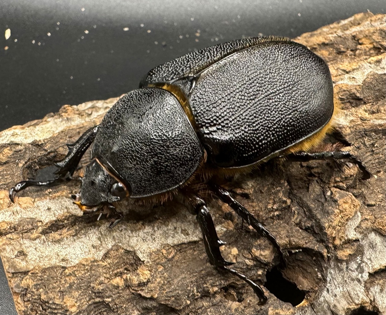 《サタンオオカブト 93mm ペア》