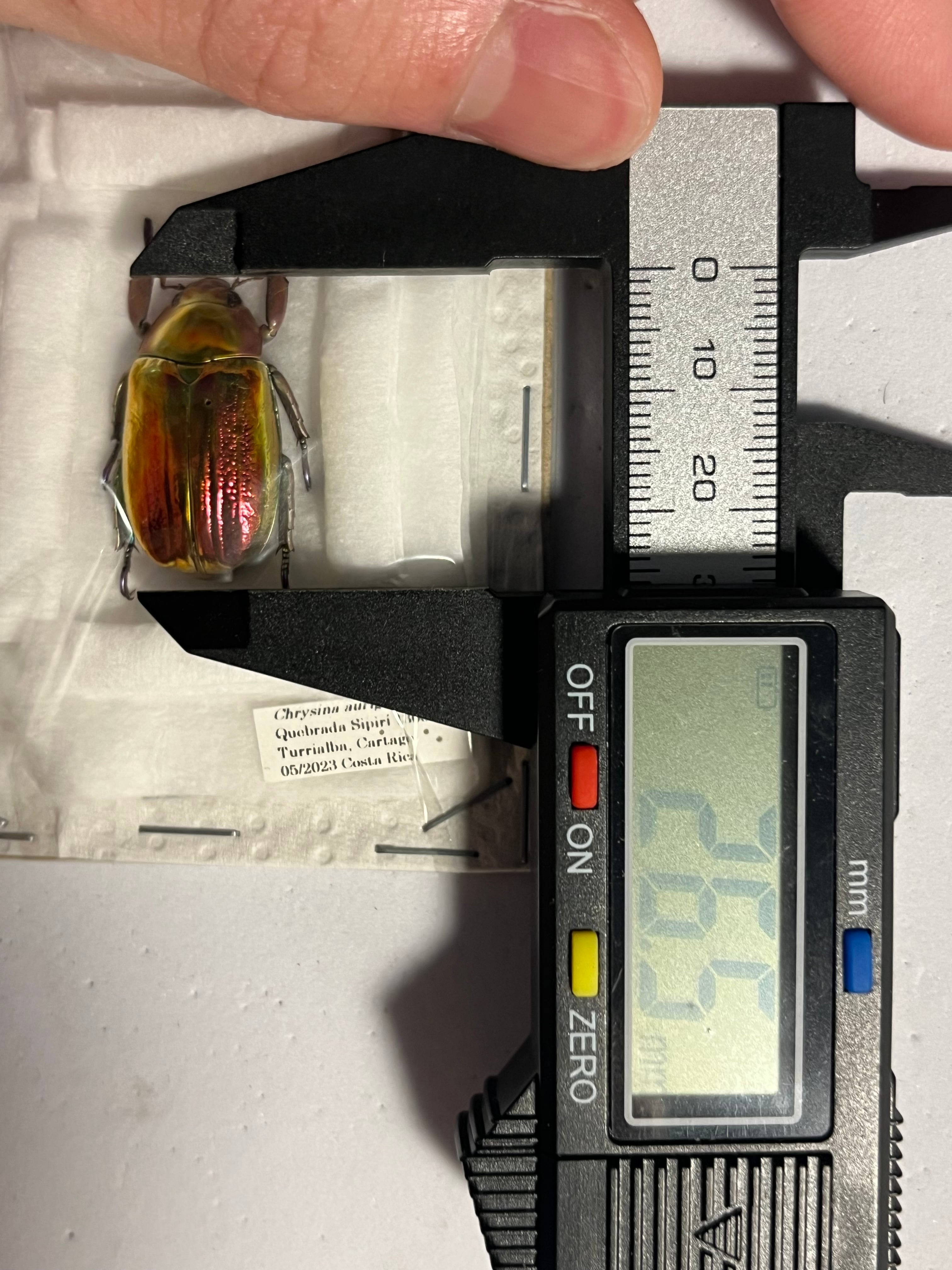 最新作】ボウカルディプラチナコガネ Chrysina boucardi GOLDform 頭が