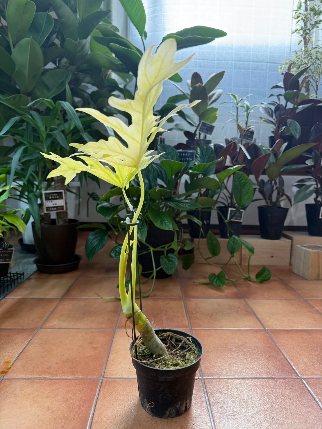 フィロデンドロン　セローム　ゴールド　ワルセヴィッチワルセラ　　もち様確認用 フィロデンドロン セローム ゴールド ワルセヴィッチワルセラ もち様