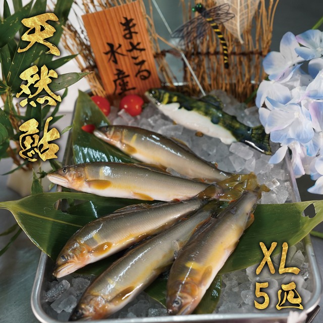 天然鮎5匹セット　XL　冷凍 画像