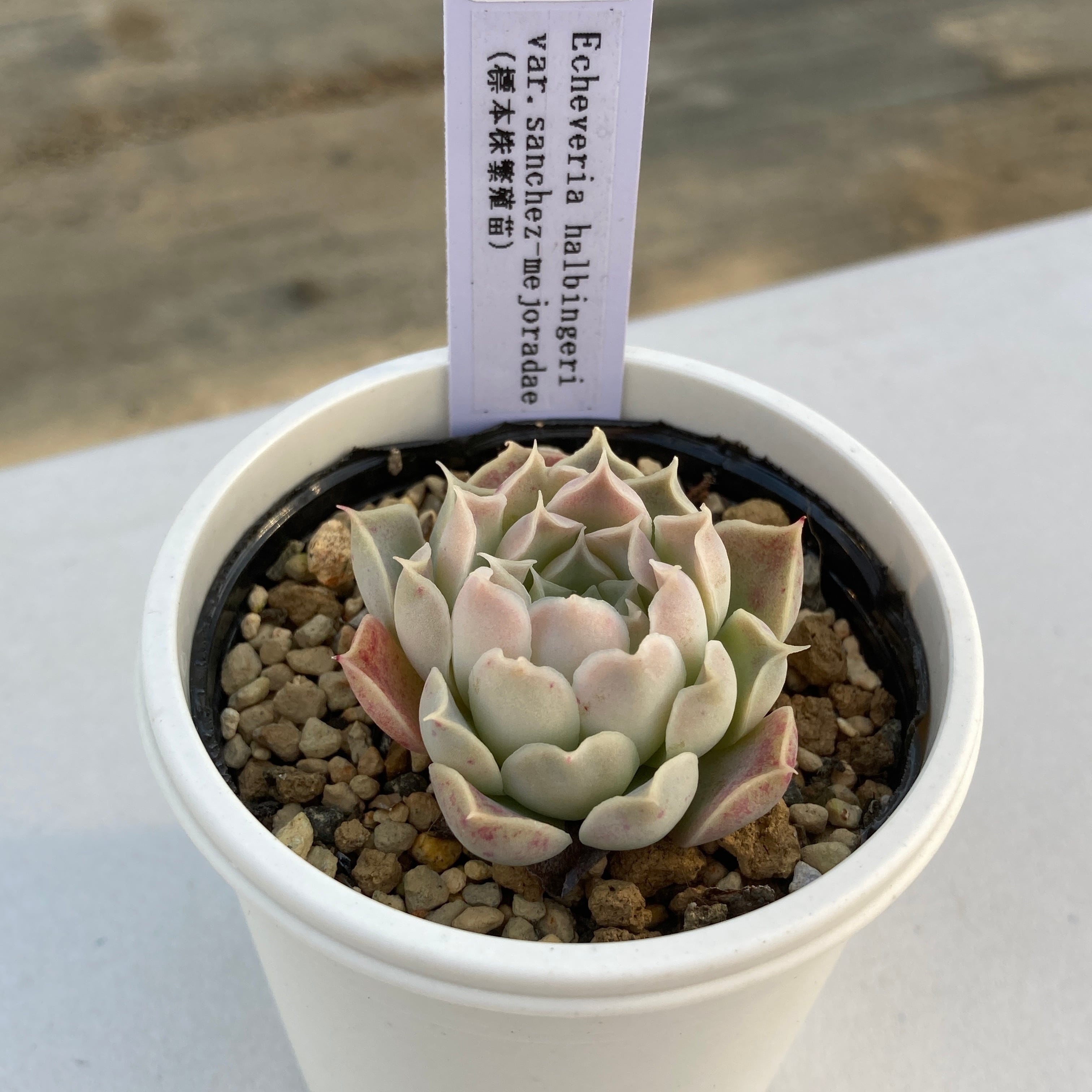 現物商品】ECHEVERIA halbingeri var.sanchez-mejoradae 標本株繁殖苗