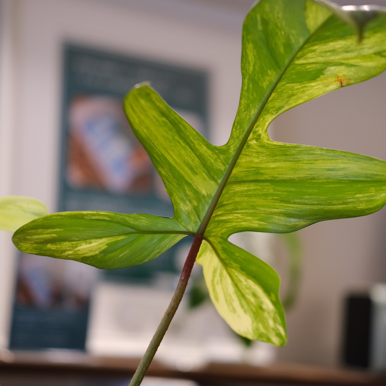 フィロデンドロン フロリダビューティー / P. Florida beauty⑳│観葉植物