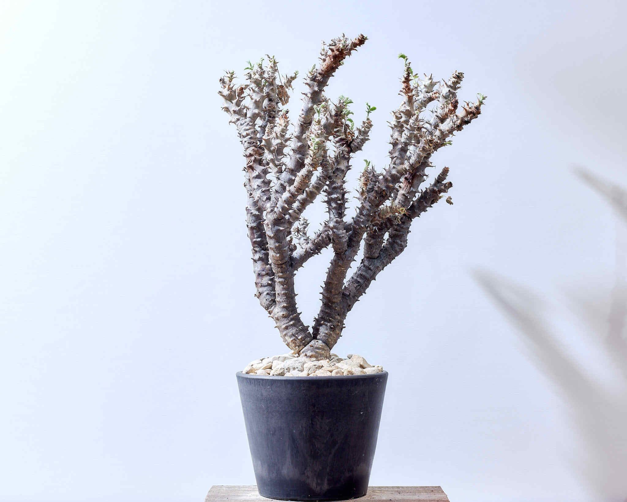 カタログギフトも 完全活着希少大株 ヤトロファ フィッシスピナ 植物 観葉植物 Stonybankchurch Com