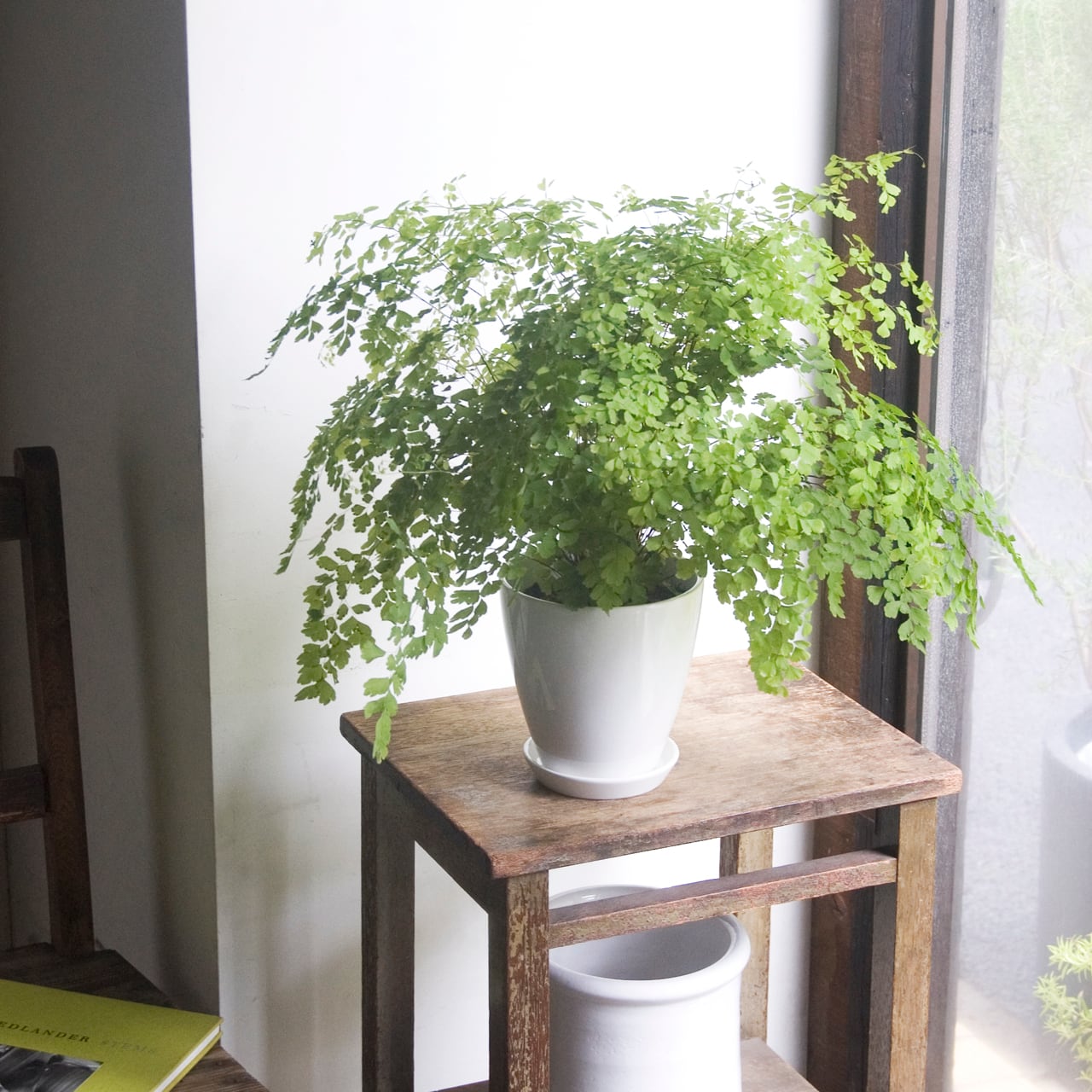 ギフト プレゼント ご褒美 観葉植物 アジアンタム フラグランス5号鉢植え Foodsecurity Me