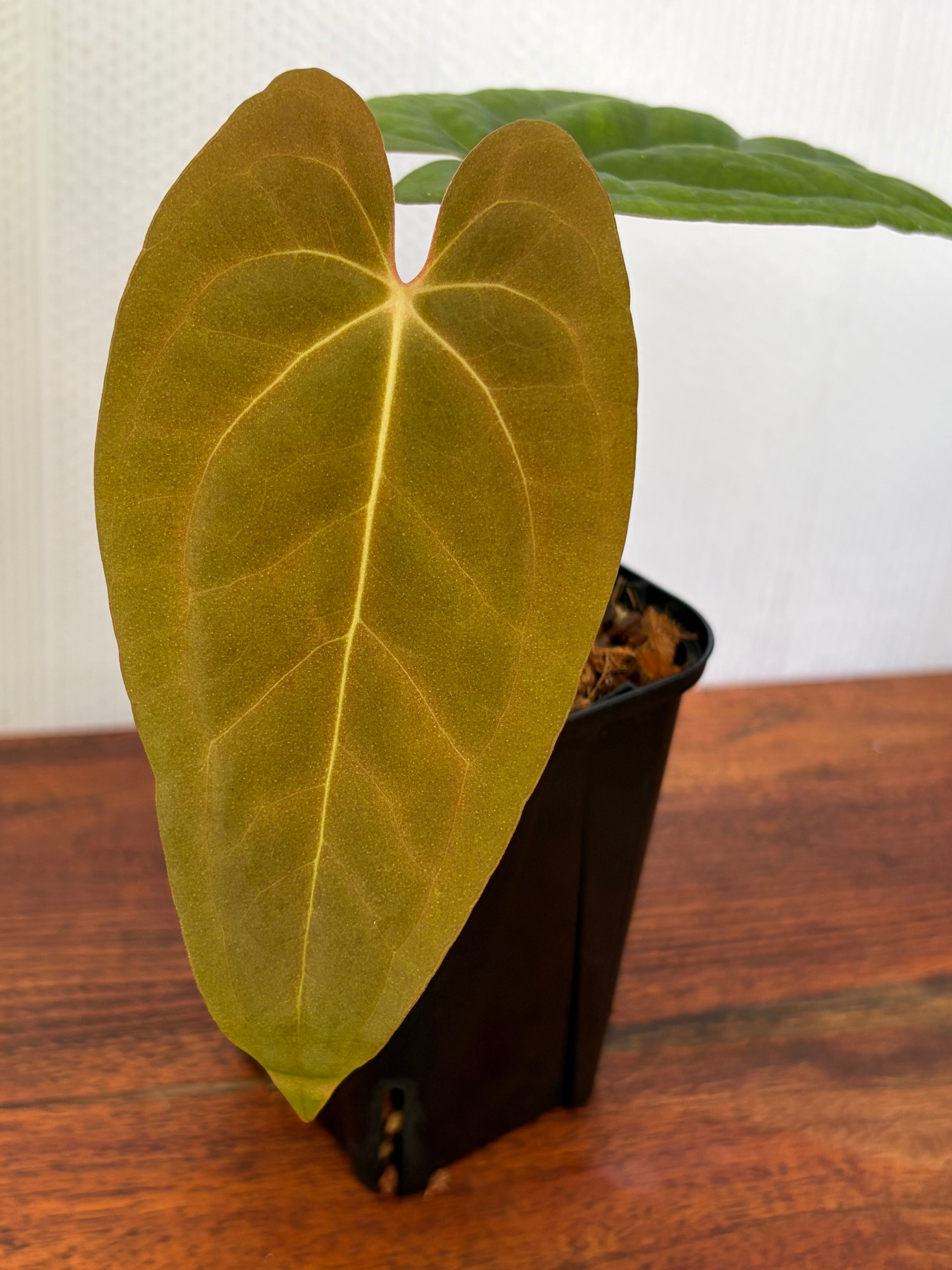 Anthurium | BALI-AN 園芸