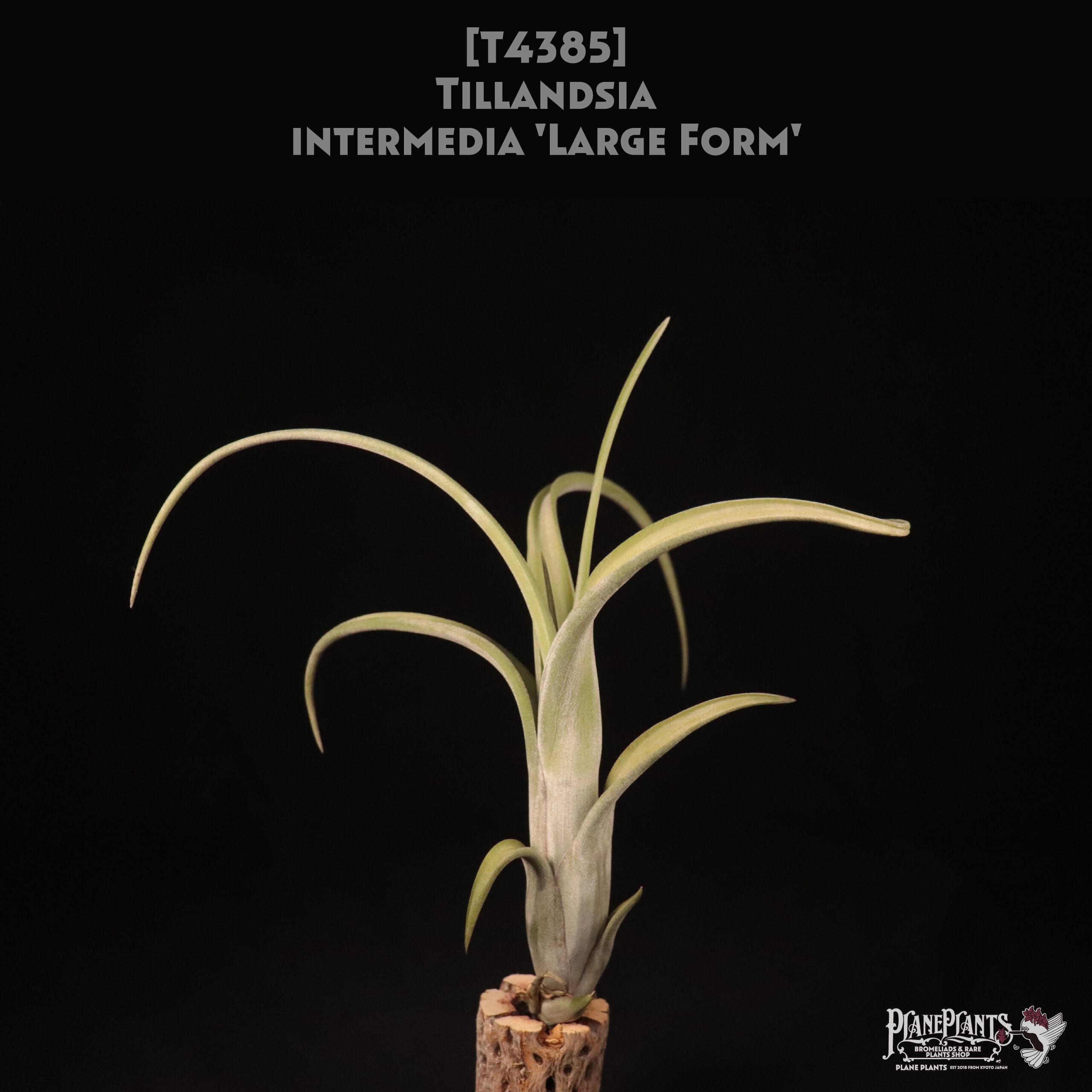 【送料無料】intermedia 'Large Form'〔エアプランツ〕現品発送T4385