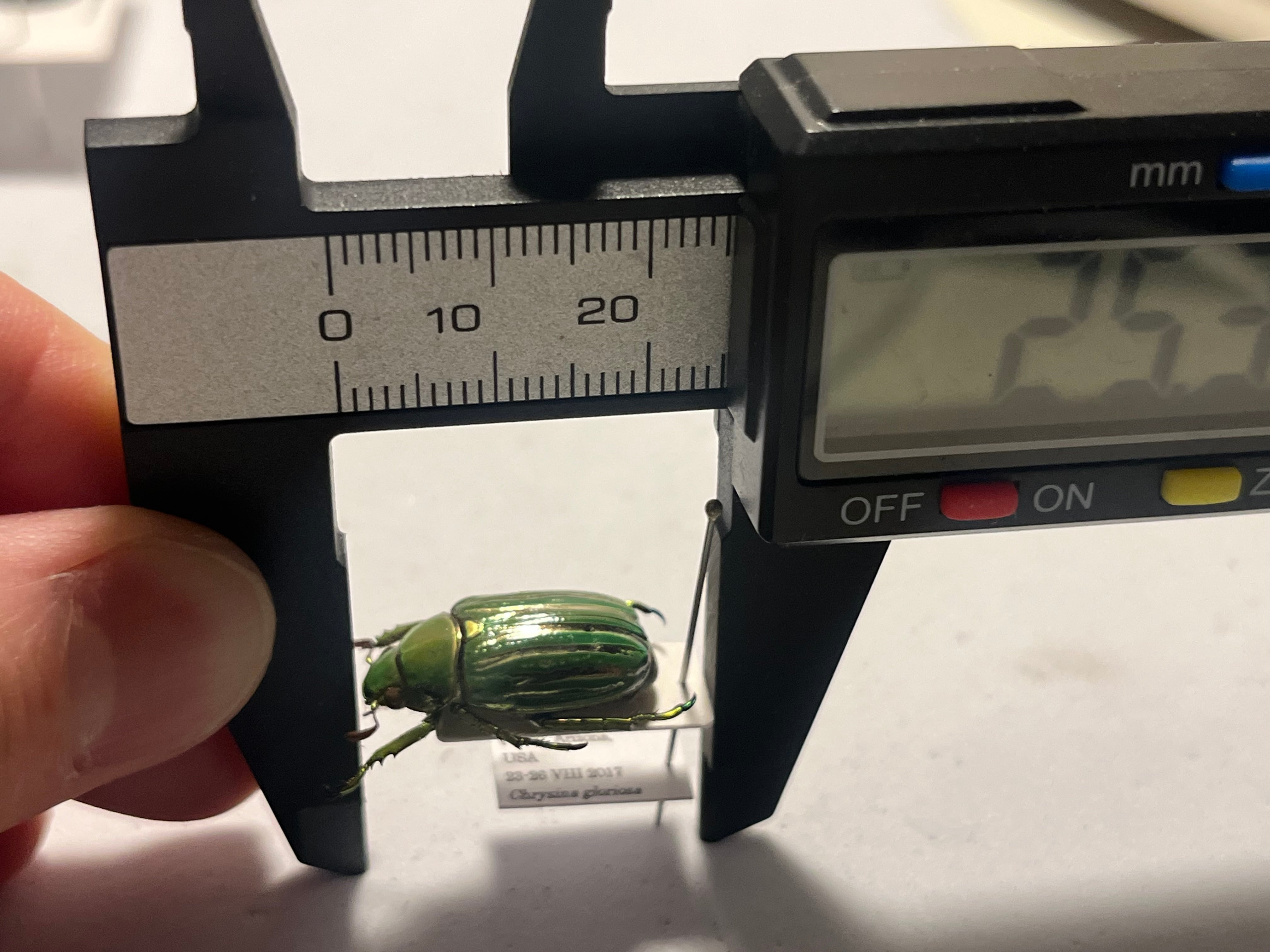 白金鶯黄金】キンセスジウグイスコガネ グロリオーサウグイスコガネ