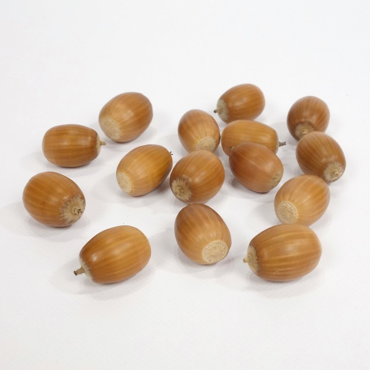 シマシマどんぐり15個 〜ドライ、クラフト、リースなどに メール便対応