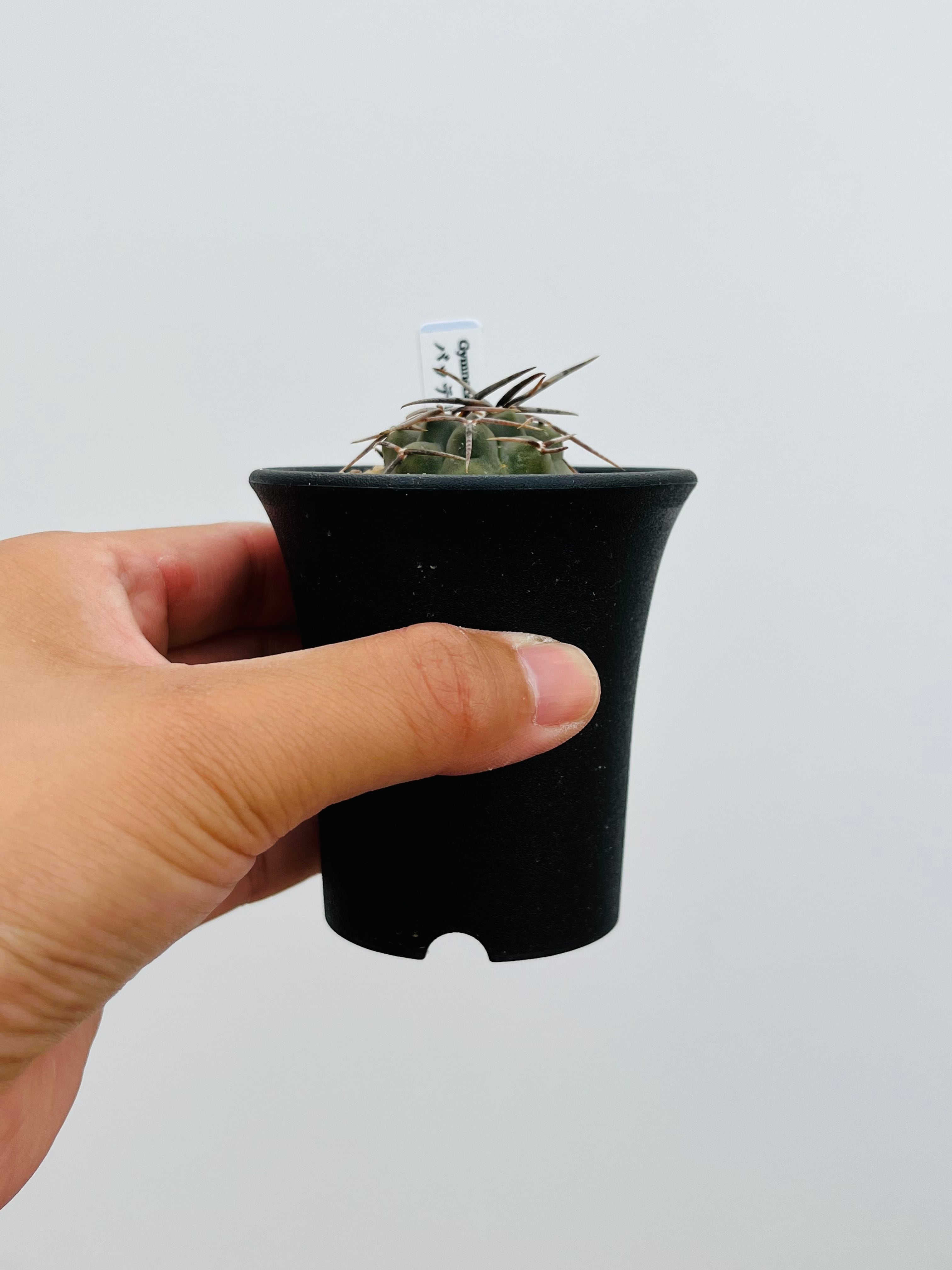 サボテン55スーパーバッテリー