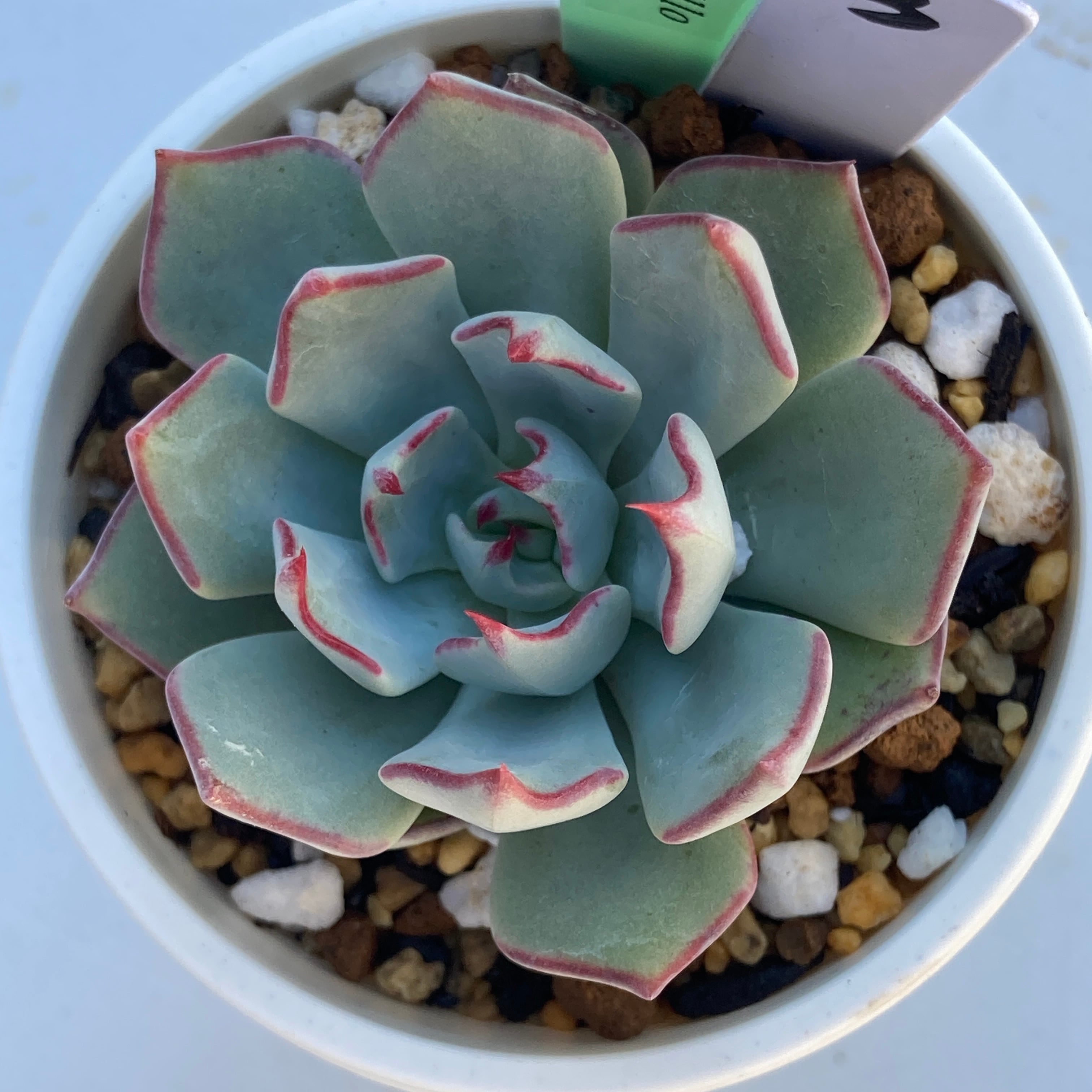 現物商品】ECHEVERIA strictiflora,Saltillo ③ 原種 実生苗 | 多肉