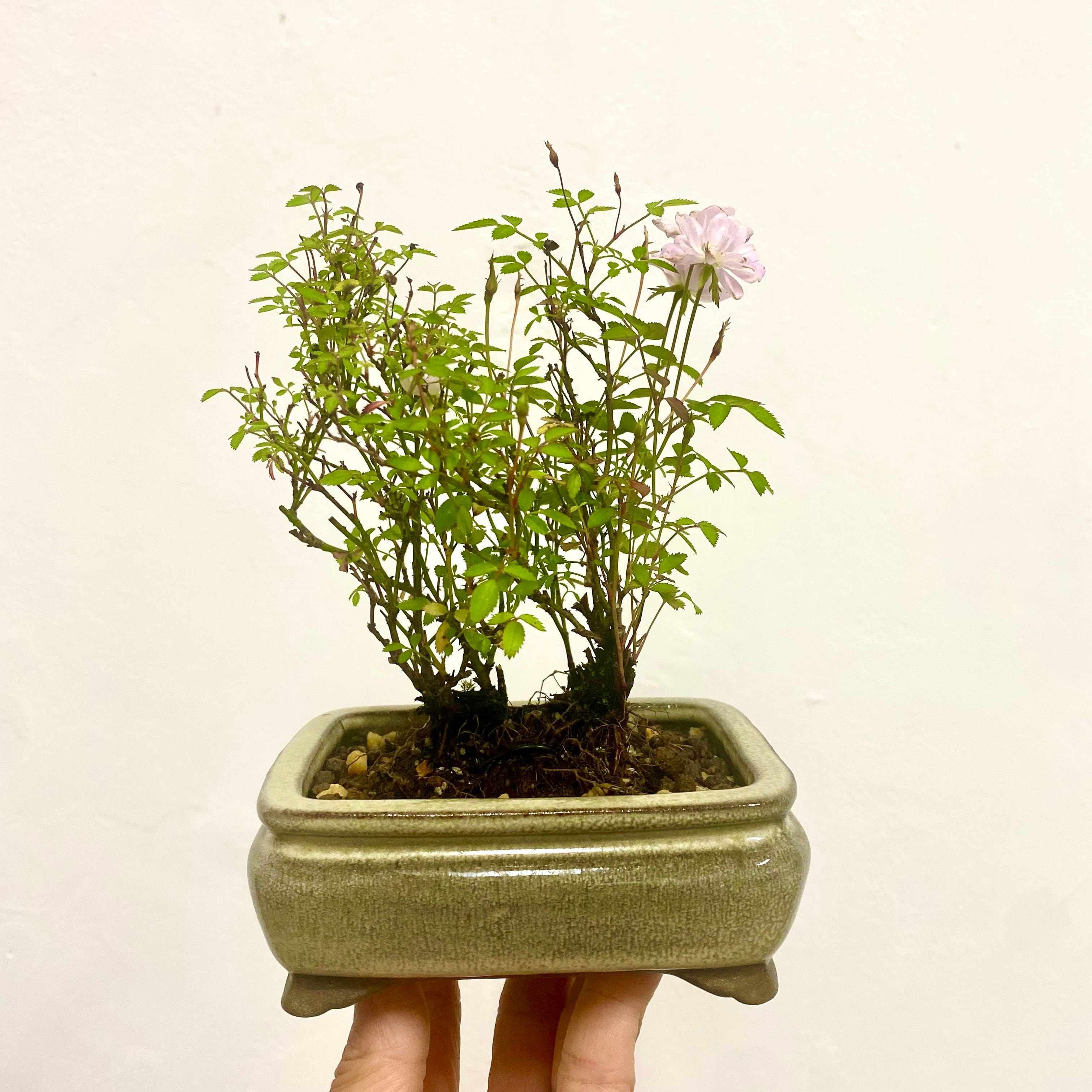 姫乙女 ヒメオトメ（バラのミニ盆栽）白長方鉢｜高さ 約18cm | BONSAI