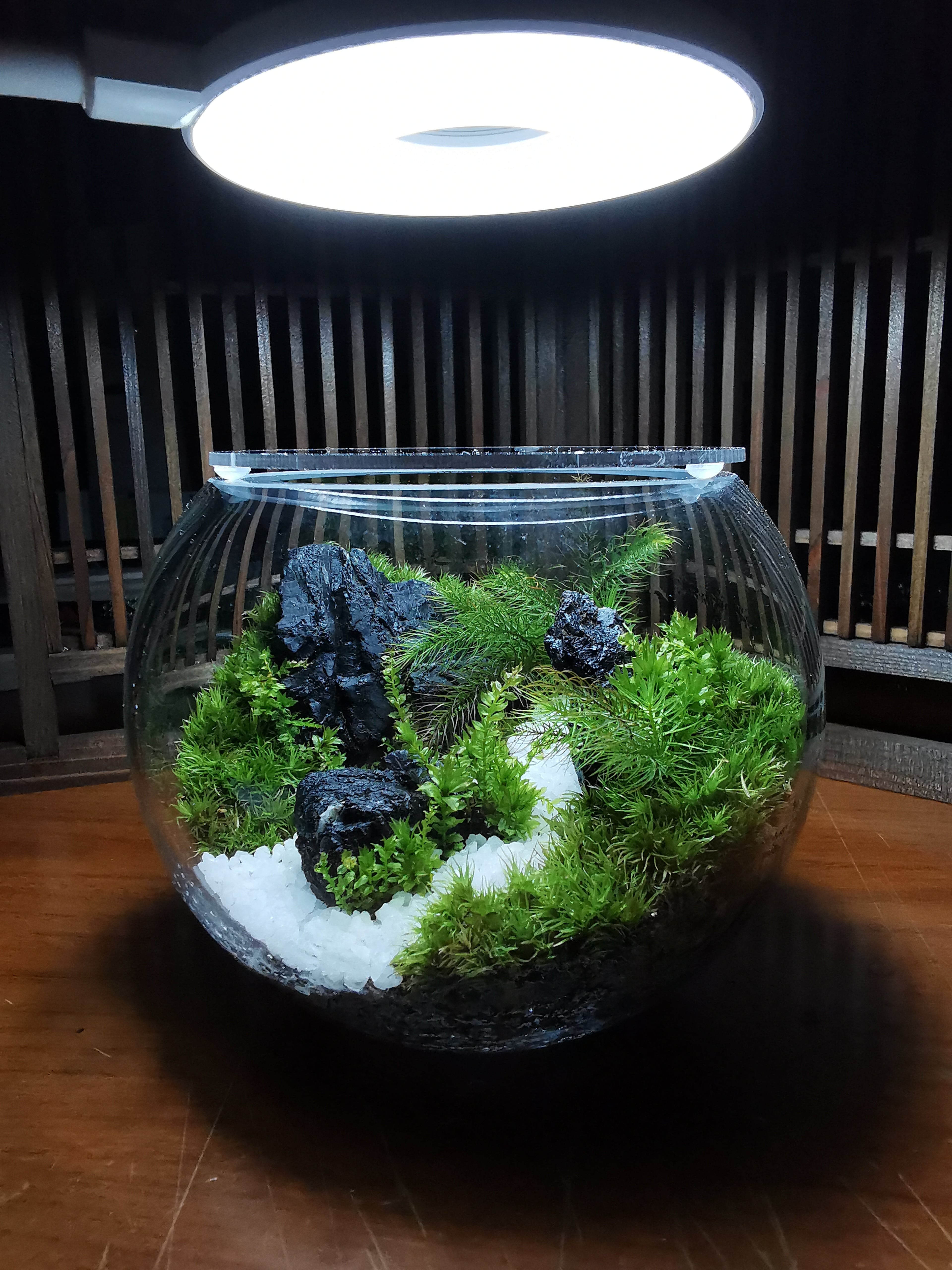 No.164 苔アート　苔テラリウム　送料込みbun_buntan苔アート