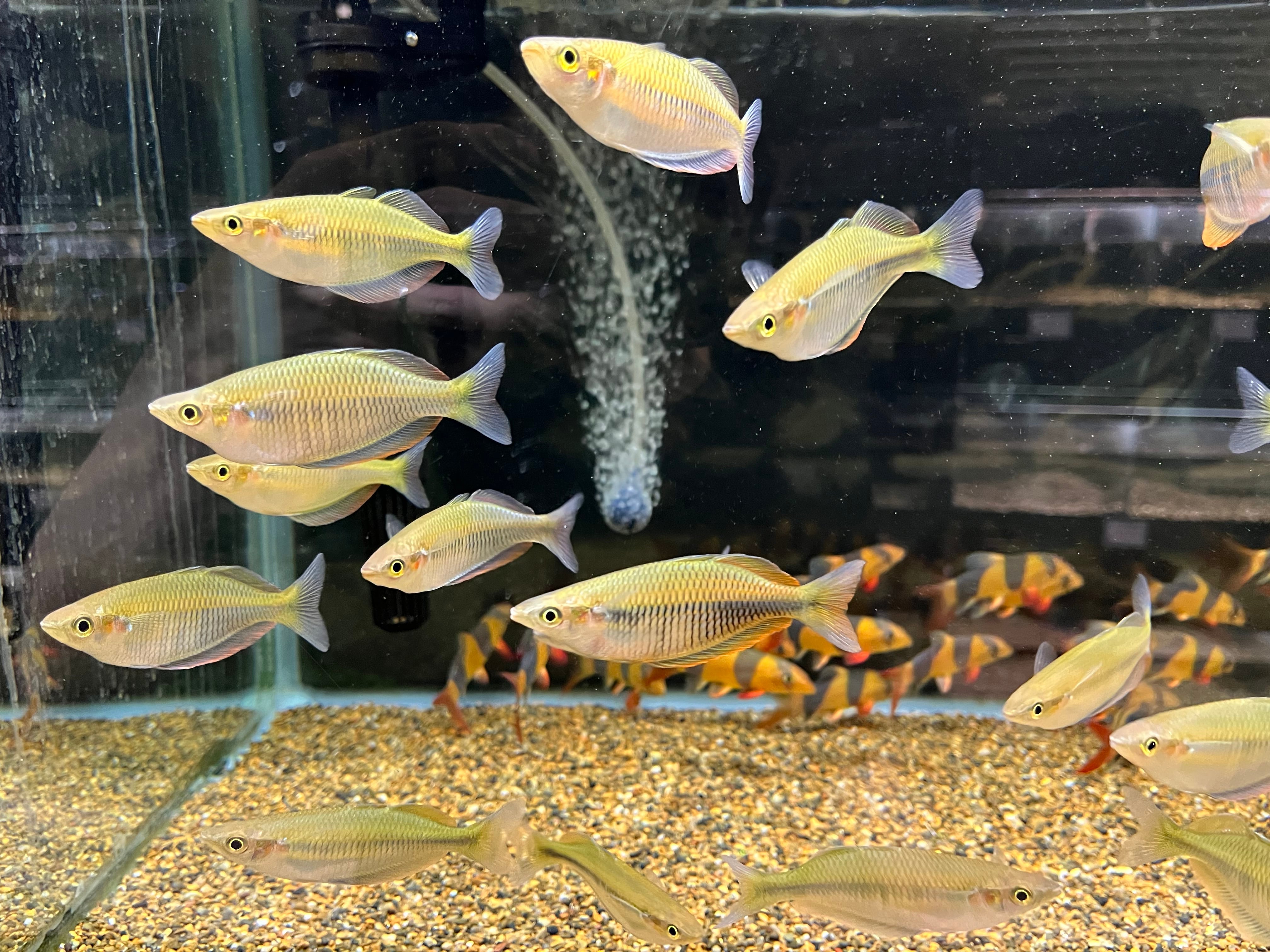 1匹】インドネシア直輸入便WILDインドシナレオパードパファー12-13cm 1匹】インドネシア直輸入便WILDインドシナレオパードパファー12-13cm