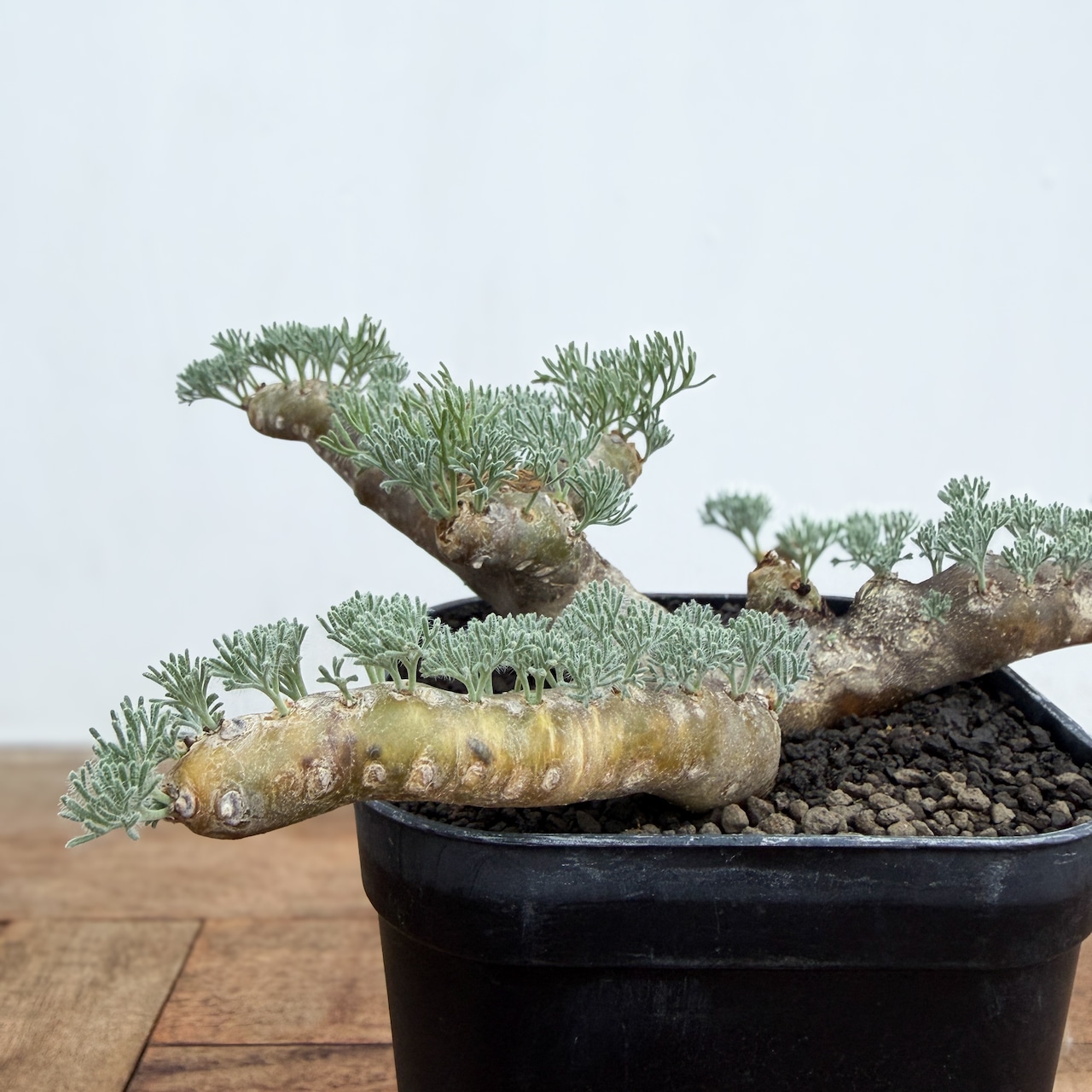 Monsonia multifida【モンソニア・ムルチフィダ】