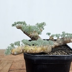 Monsonia multifida【モンソニア・ムルチフィダ】