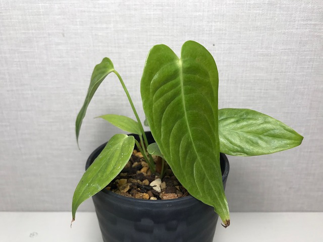 アンスリウム ベイチー