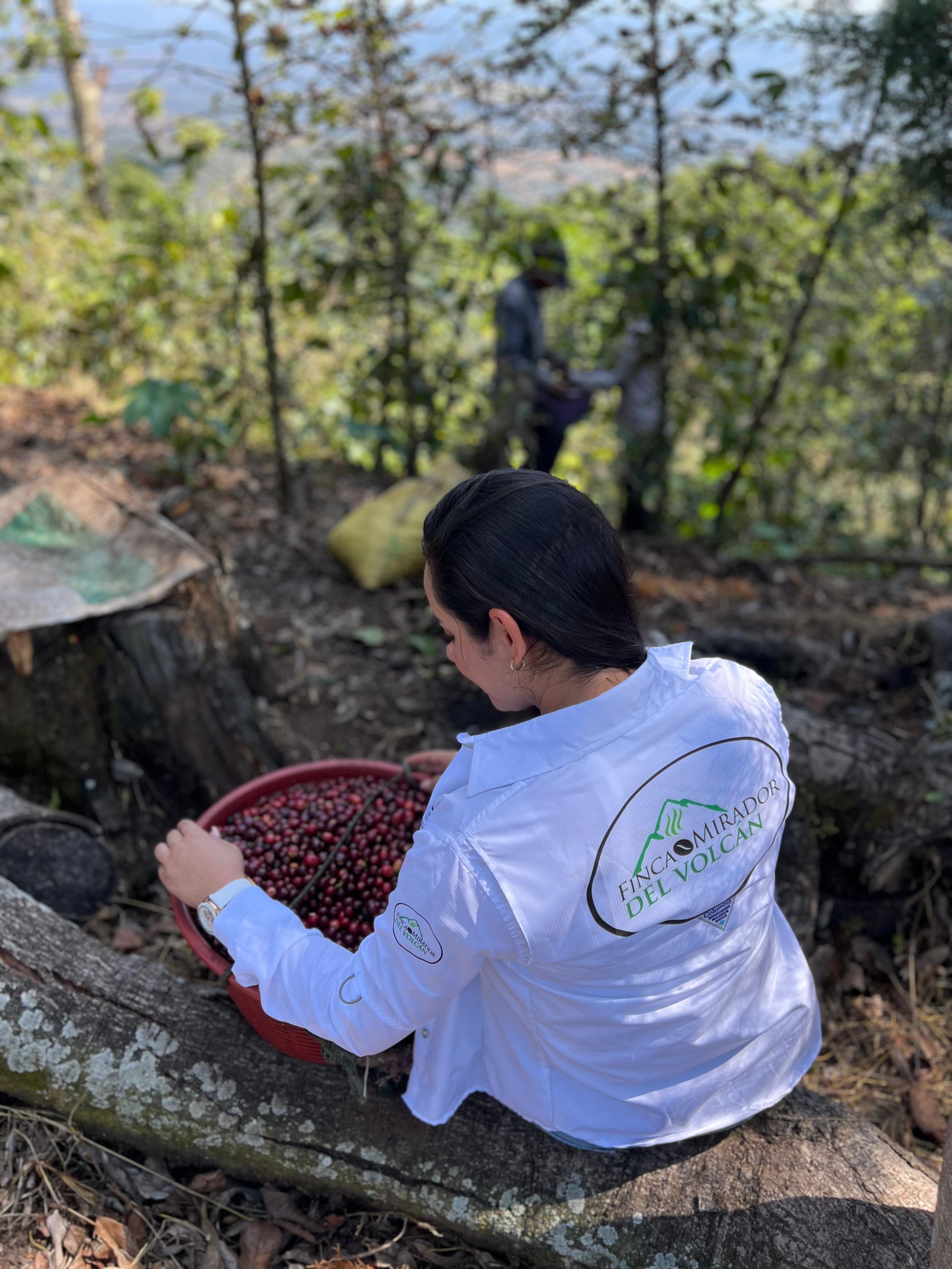 1000g深煎りグアテマラRed Catuai20%off