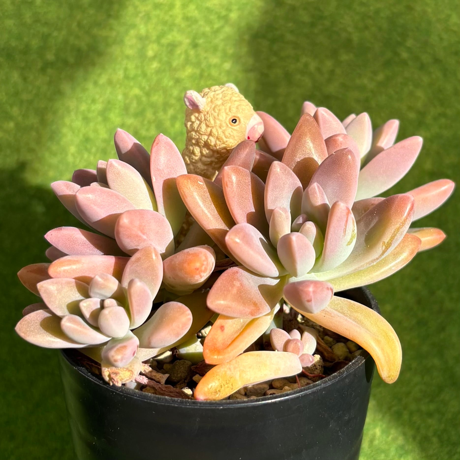 秋麗 | 多肉植物 豆彦商店