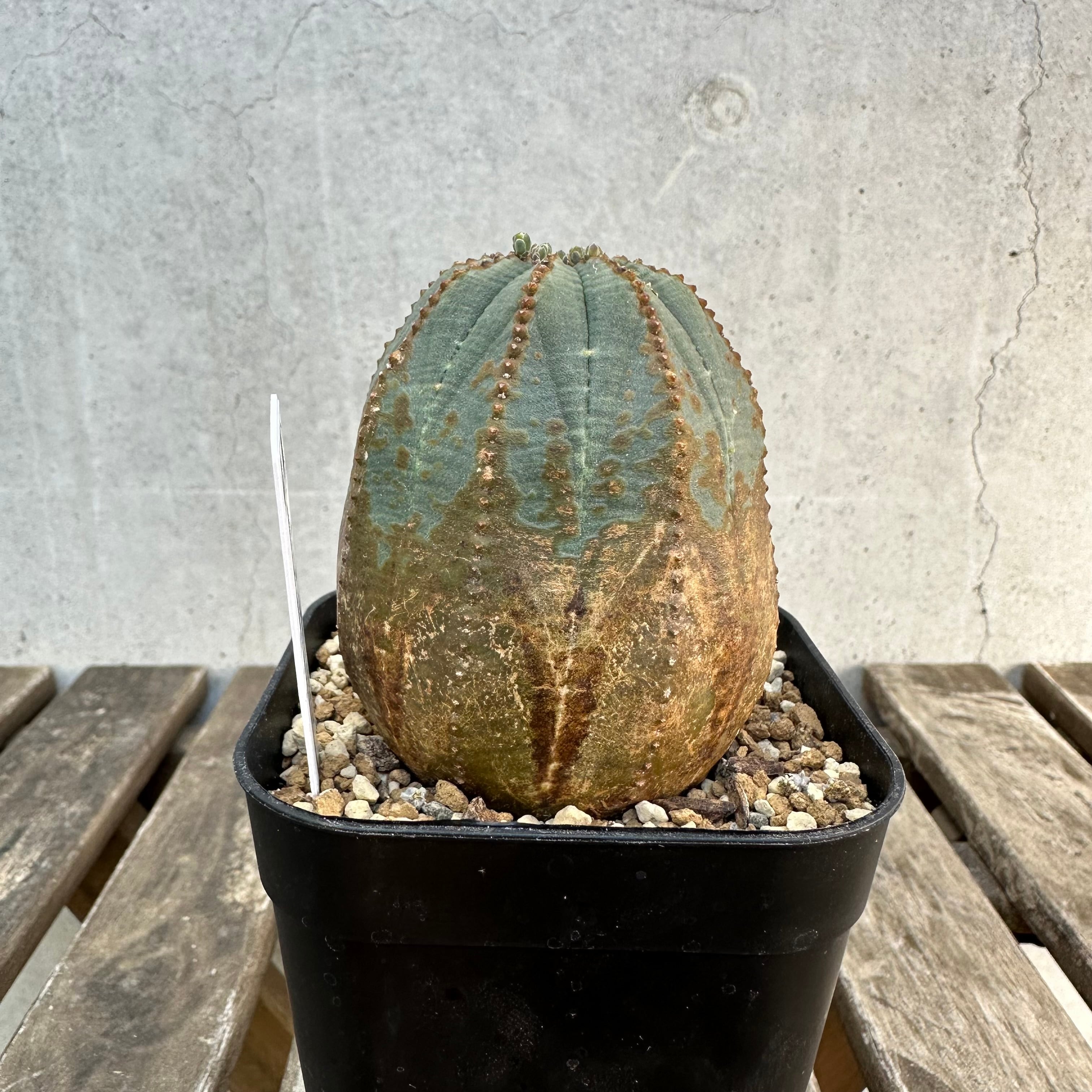 木質化タイプ】 Euphorbia obesa ユーフォルビア オベサ