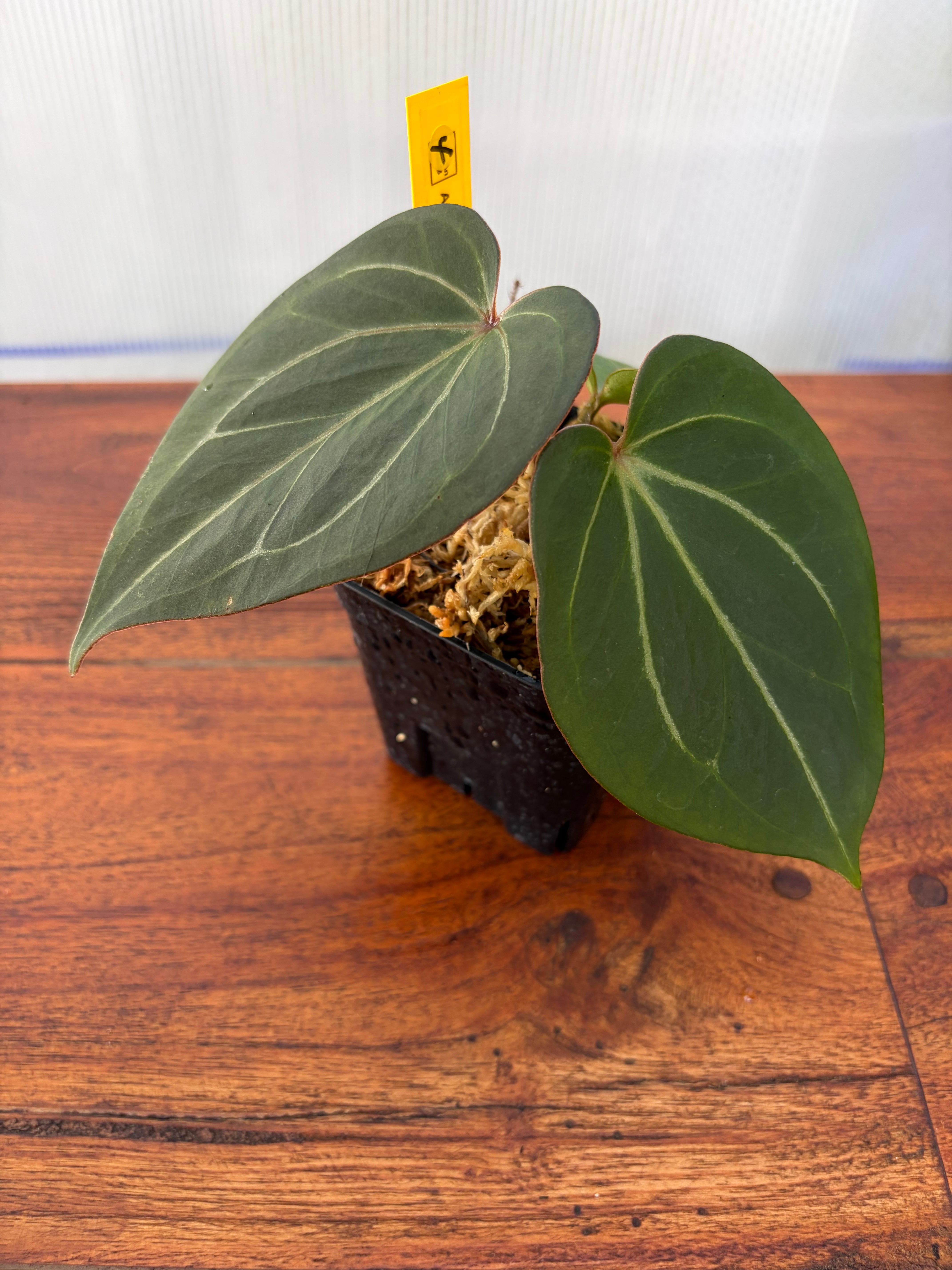 Anthurium | BALI-AN 園芸