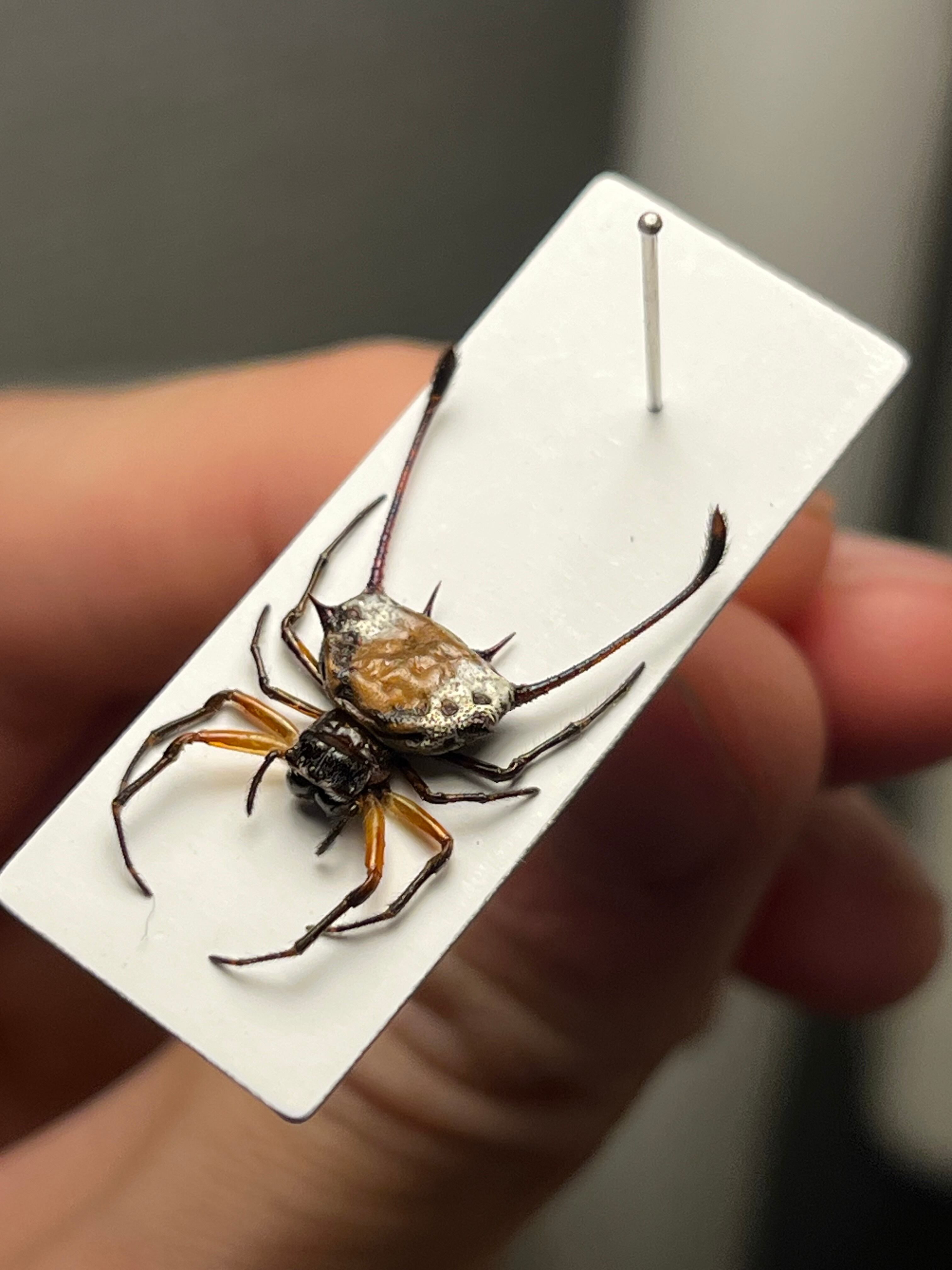 ブラジルのシギゾウムシ 標本カミキリ昆虫ゼリー標本甲虫フンチュウ