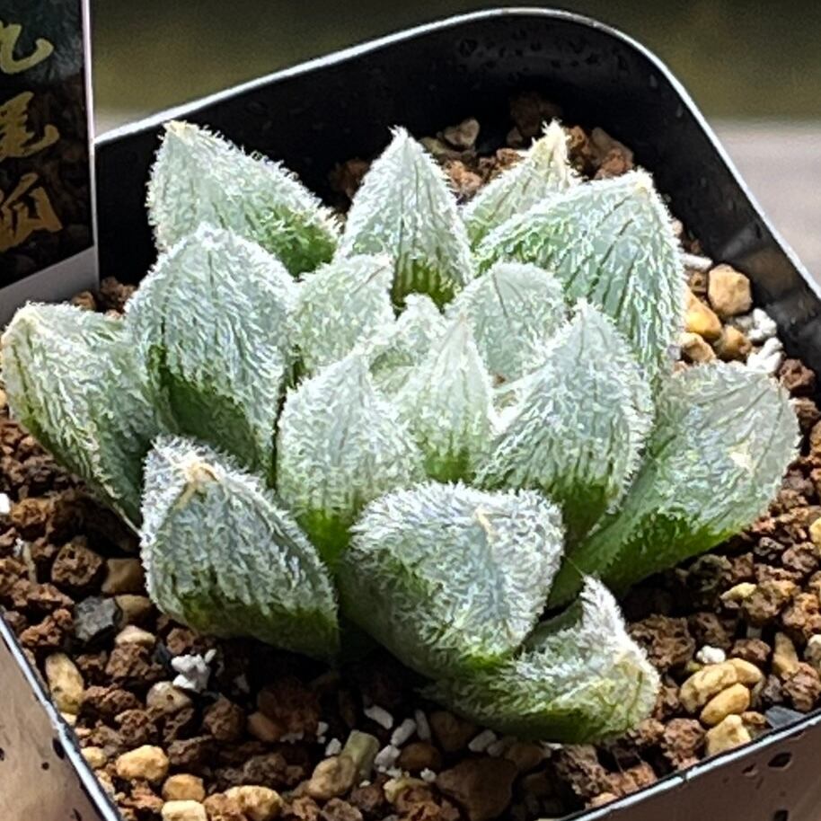 ☆サボテン・多肉植物☆827 観葉☆多肉植物☆サボテン ☆サボテン・多肉植物☆827 観葉☆多肉植物☆サボテン