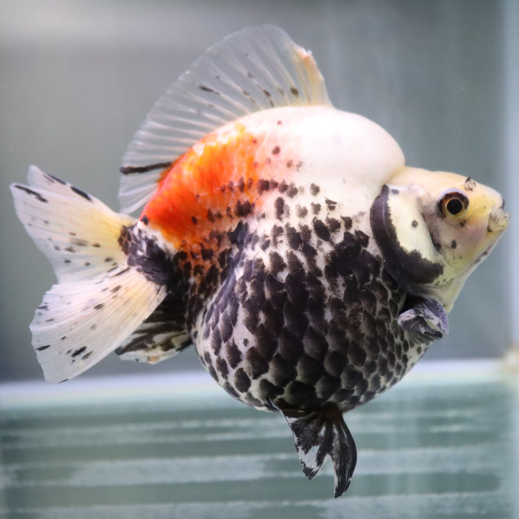 ネオジオ MVS ちびまる子ちゃん まる子デラックスクイズ レア