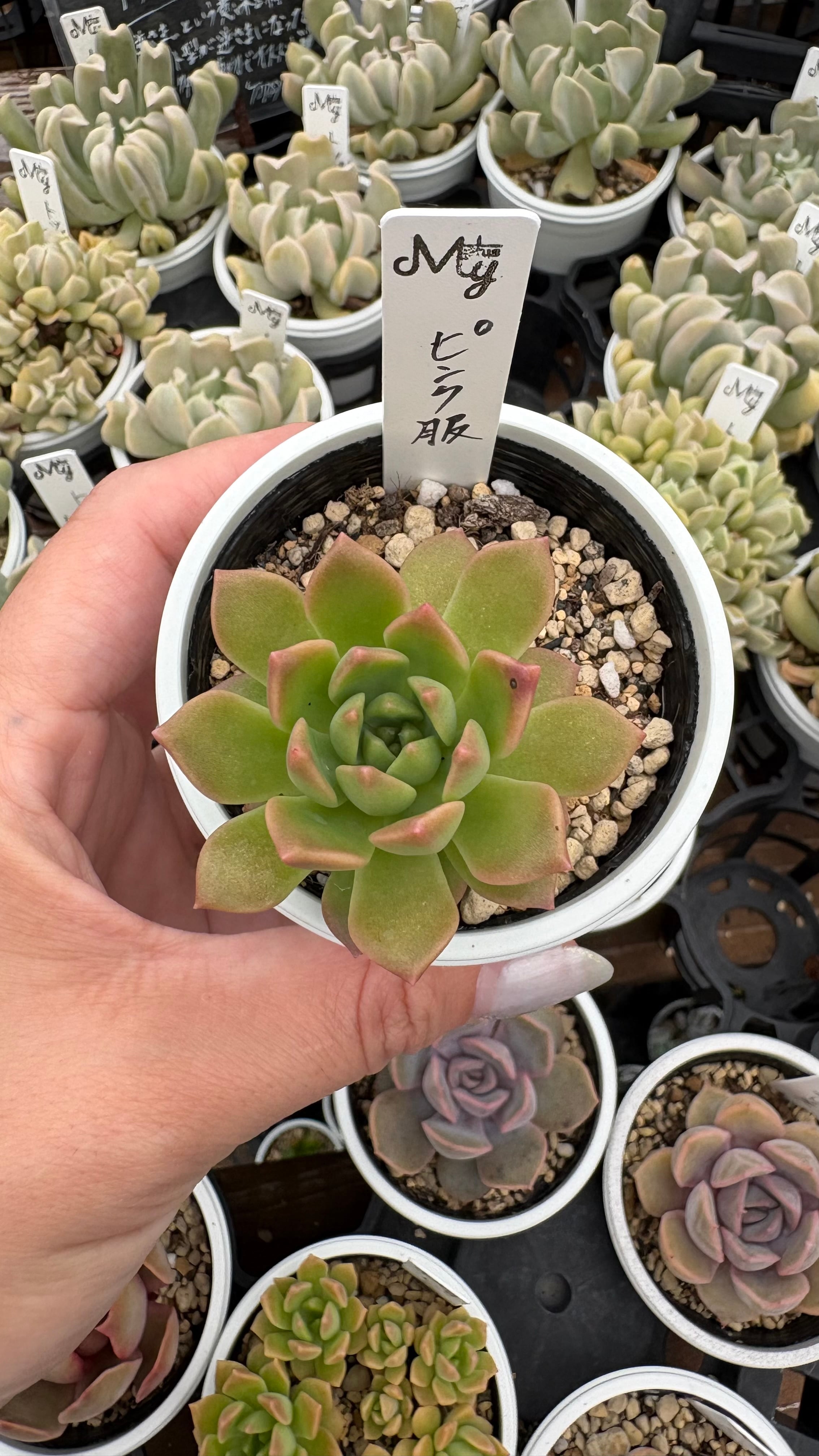 ピンクザラコーザ 多肉植物 エケベリア 安心の生産ポットそのまま販売