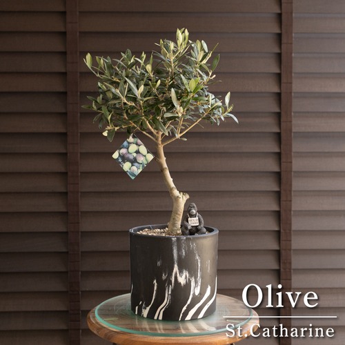 創樹 オリーブ Olive セントキャサリン 5号 マーブル樹脂鉢 盆栽 SOUJU St.Catharine オリーブの木 自家結実 1012BK