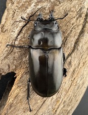 【F0】《ローゼンベルグオウゴンオニクワガタ 65mm ペア》