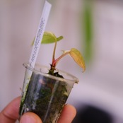 【希少】Anthurium Yellow Bell × Red Chocolate②│観葉植物