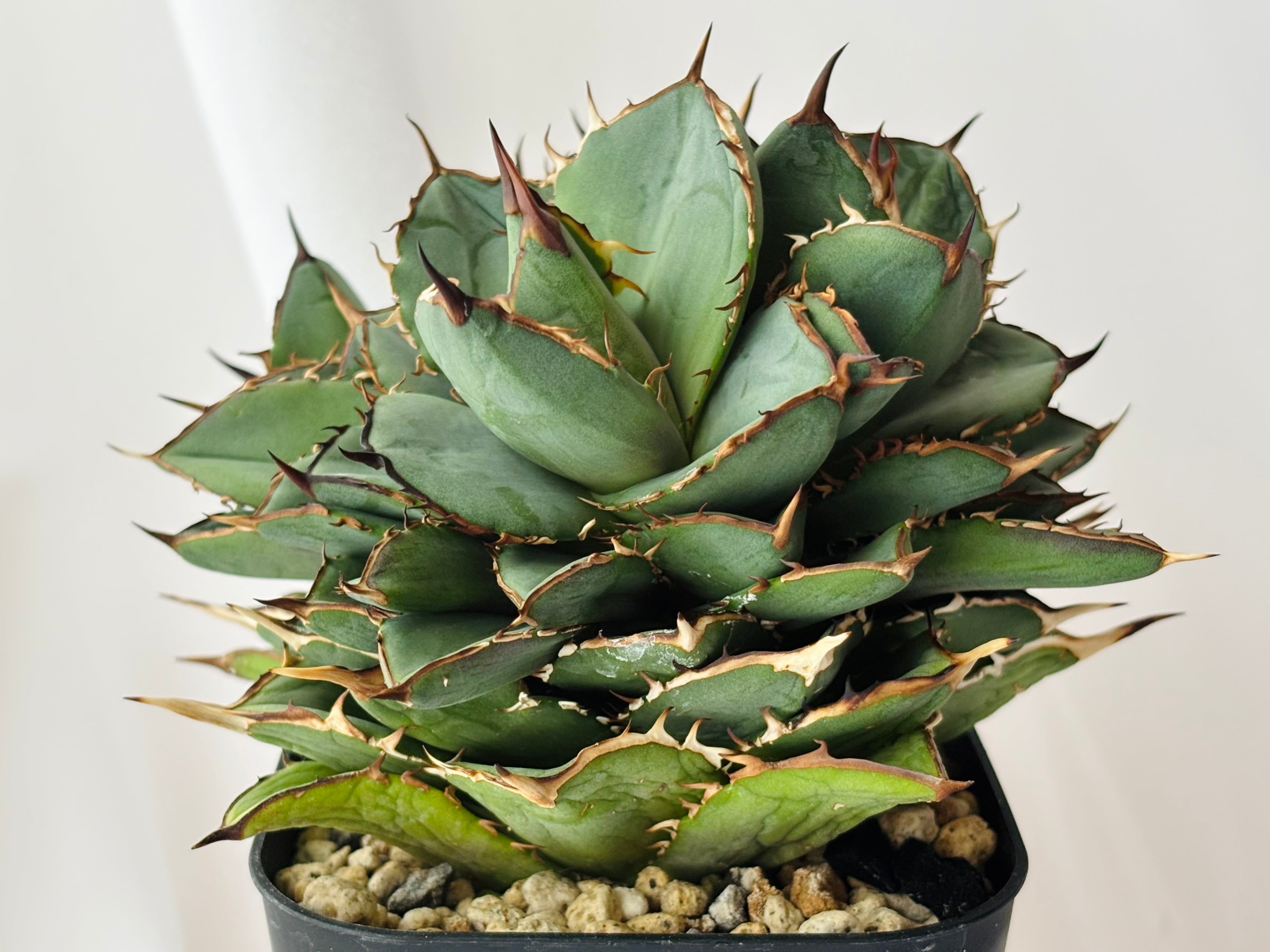 アガベ　チタノタ　曙斑　モンスト　期間限定商品 Agave titanota アガベ チタノタ モンスト 多肉植物 | plants MARU