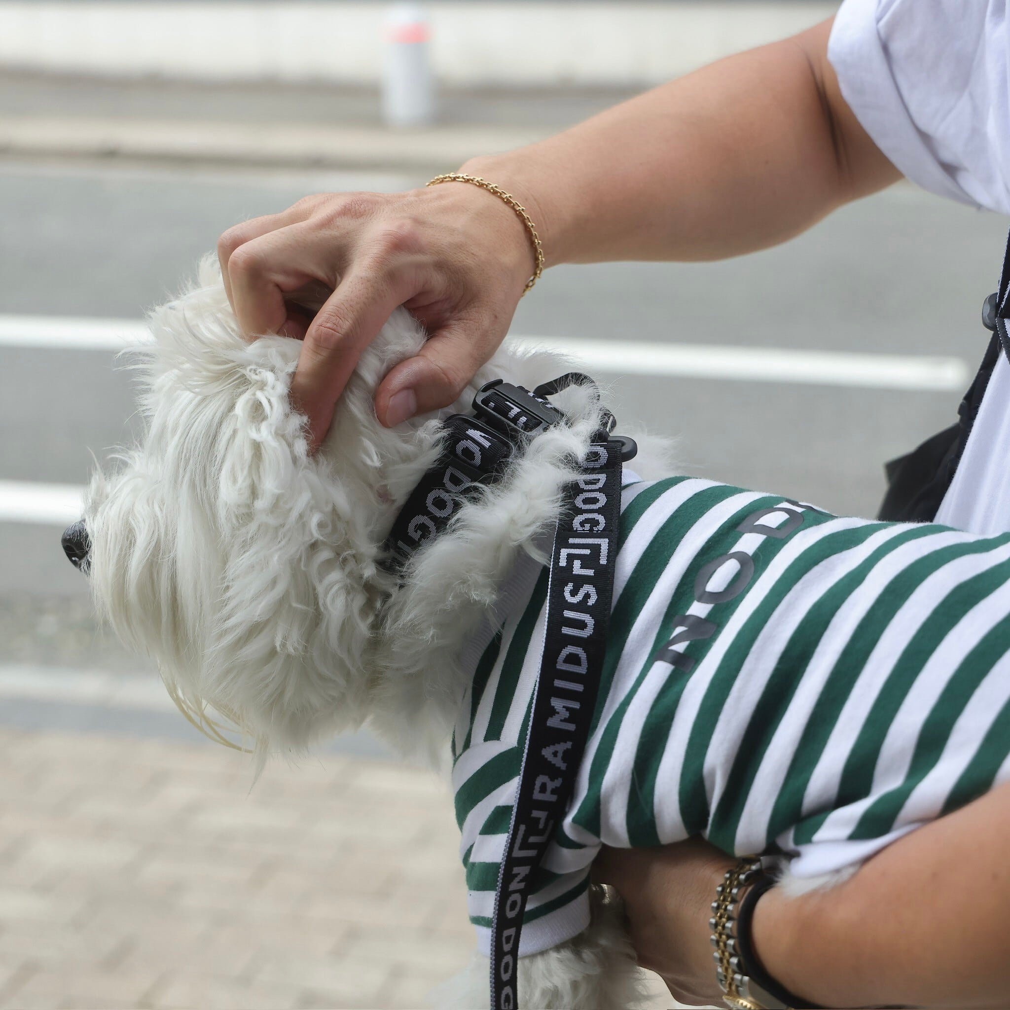 NO DOG × RAMIDUS DOG COLLAR | NO COFFEE