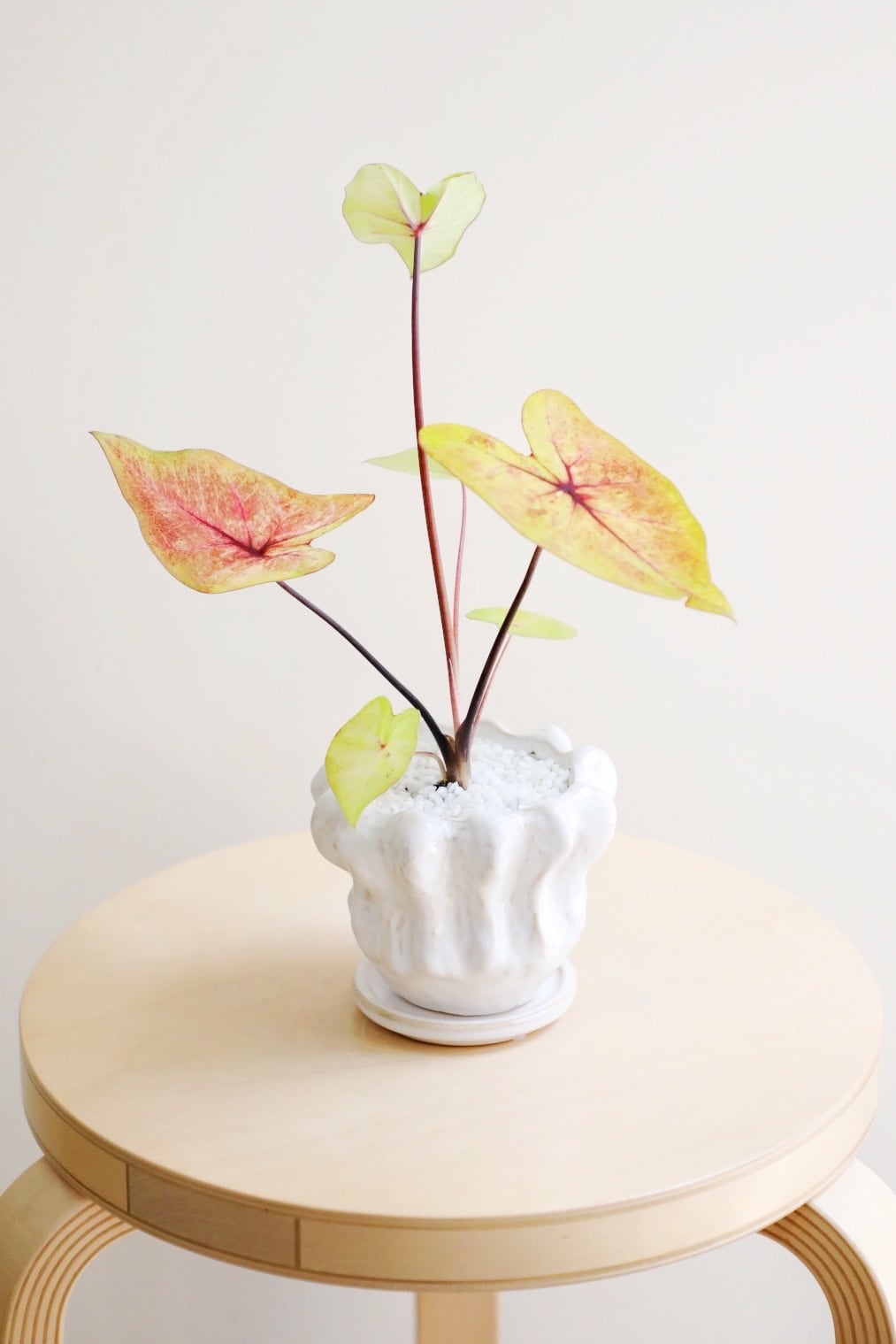 S】カラジウム フラッシュ/Caladium | 【厳選植物・器】MIDORI DOUMEI