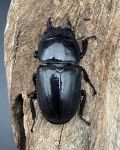 《パラワンオオヒラタクワガタ 90.5mm ♂♀♀トリオA'品》