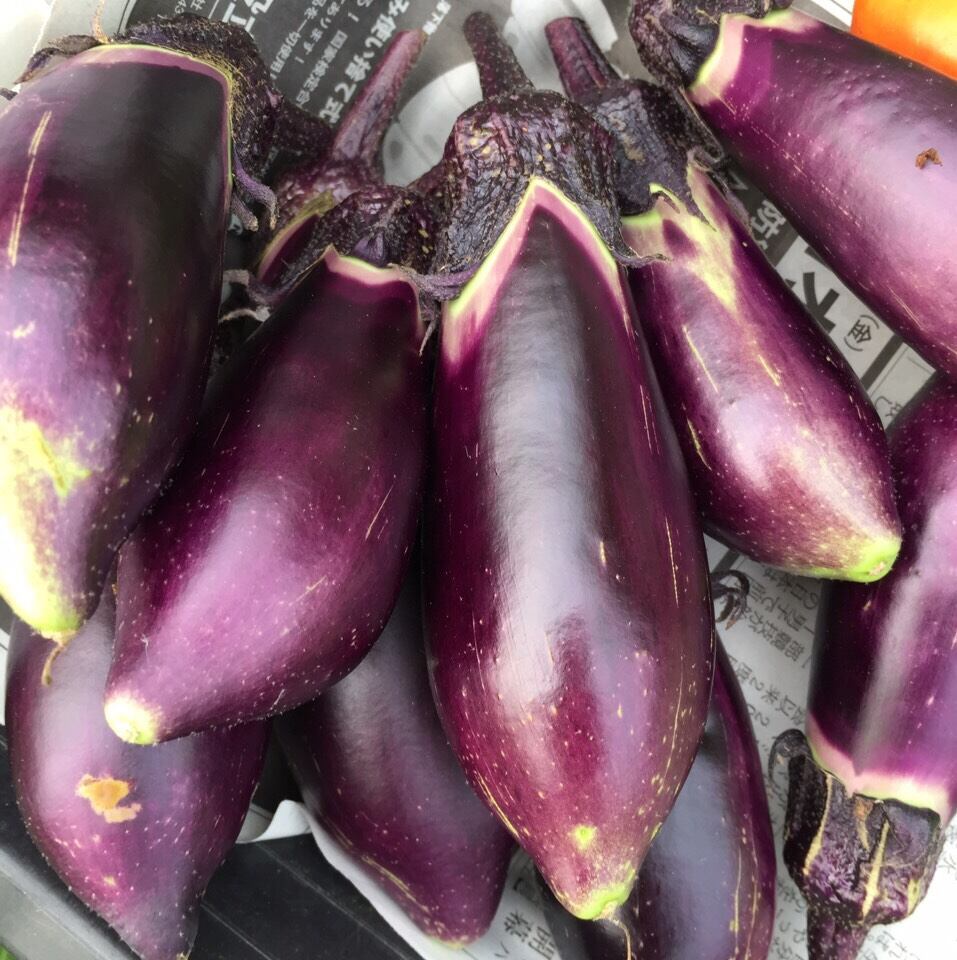 えんぴつナス | ビリーズマーケット オンラインストア