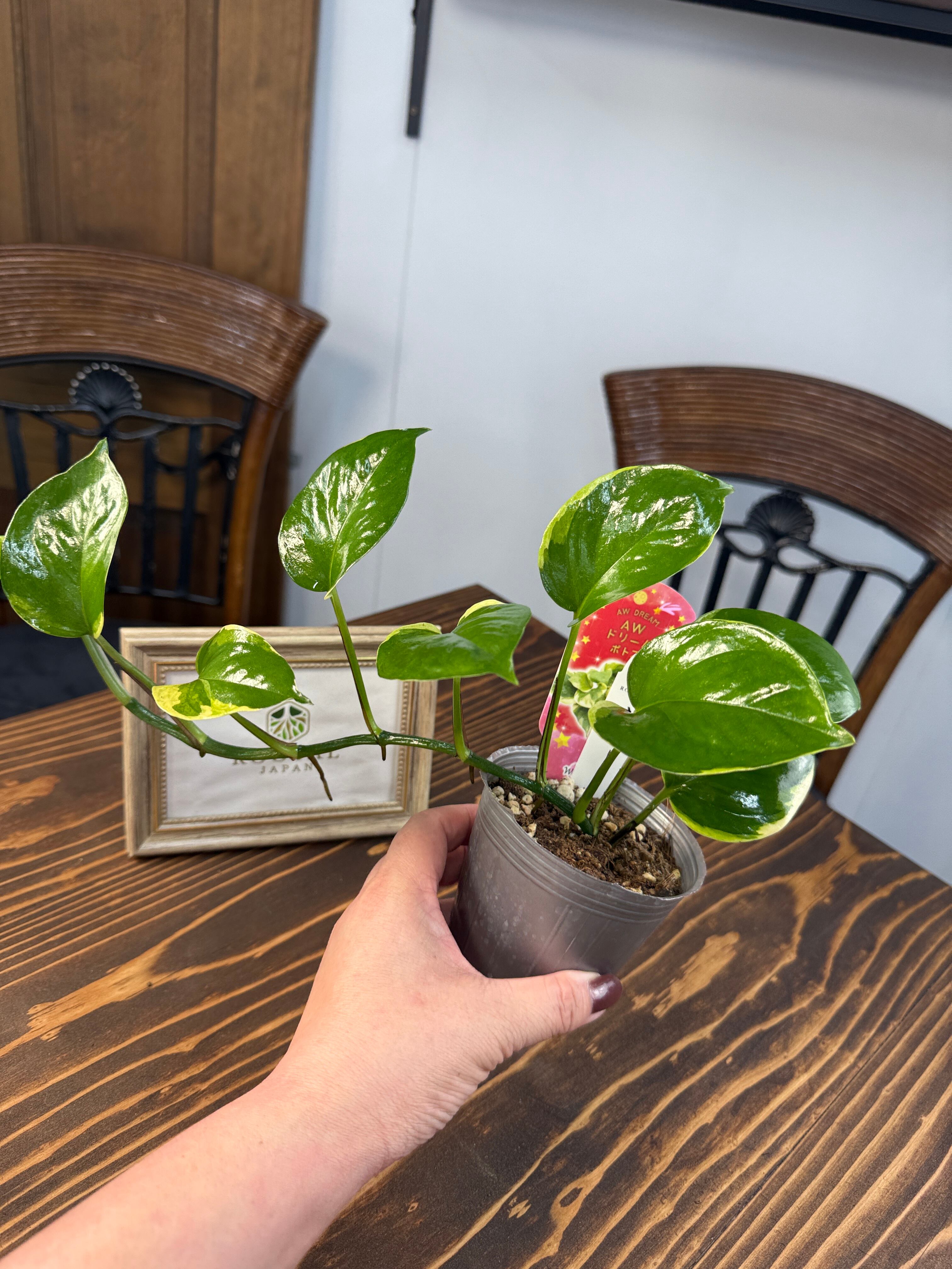 ポトス　AWドリーム ポトス：AWドリーム 3号ポット の通販 | 園芸ネット