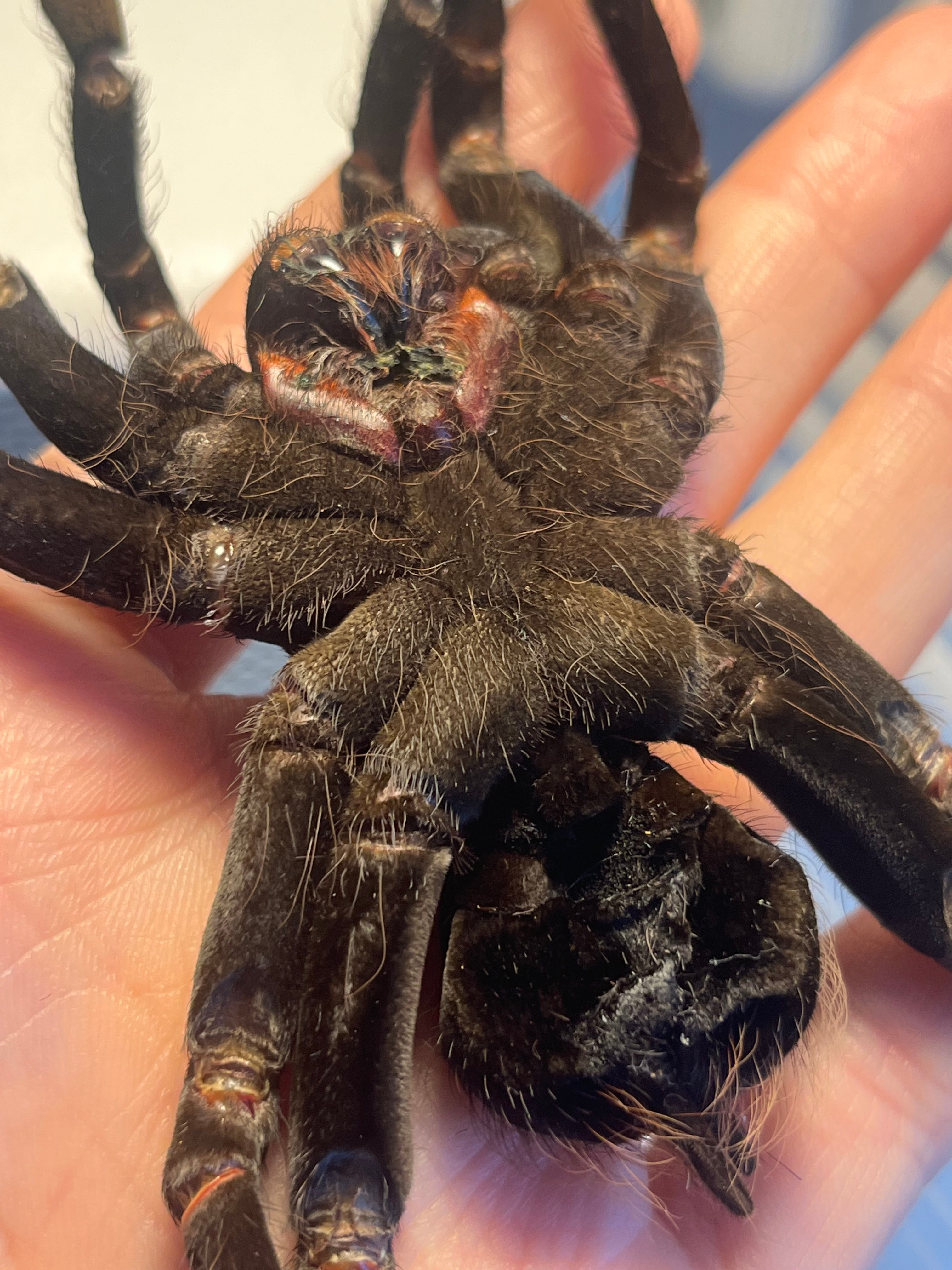 特大標本】ボリビアンスティーリーブルータランチュラ LS17cm程ムカデ