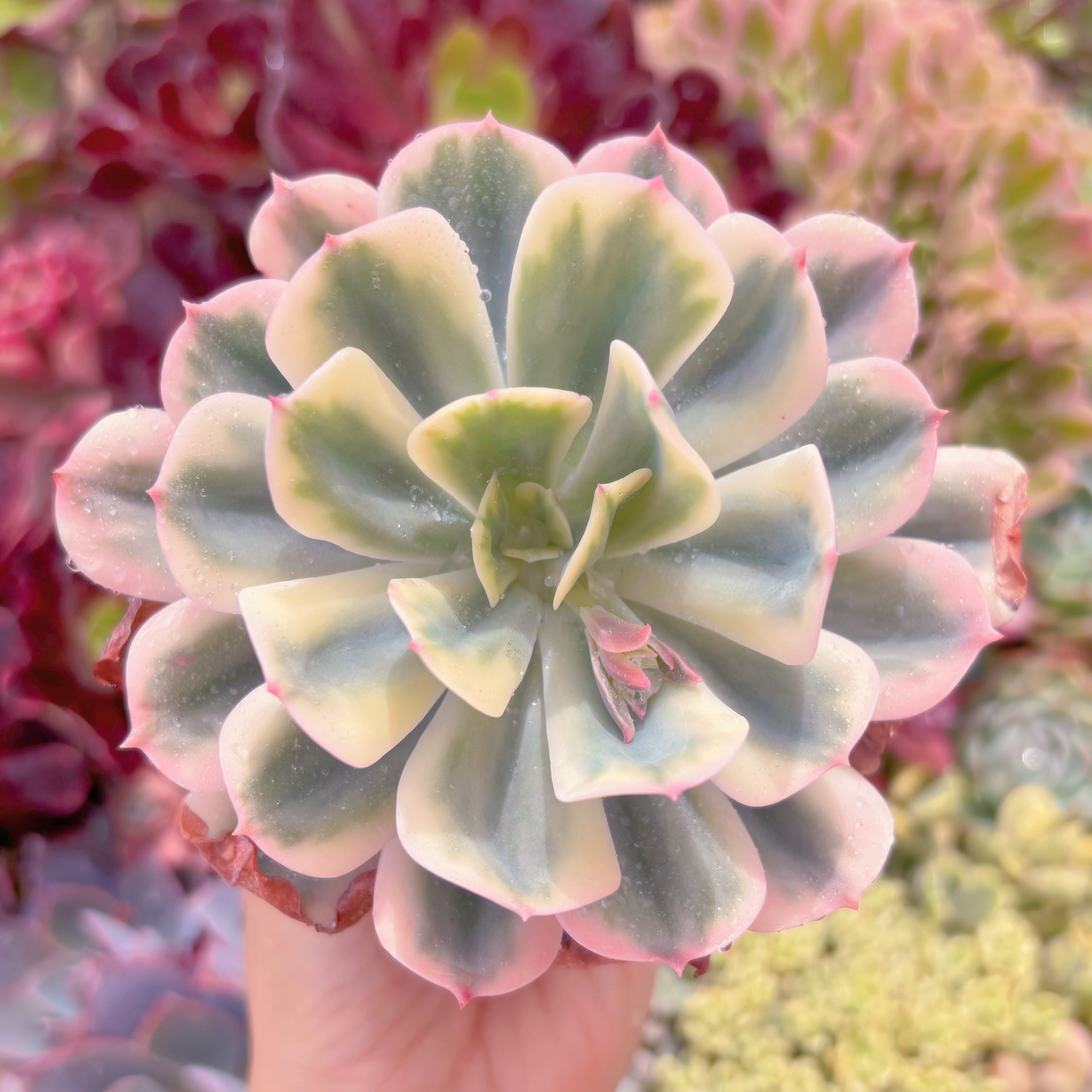 現品　七福神錦#A52　るる農園