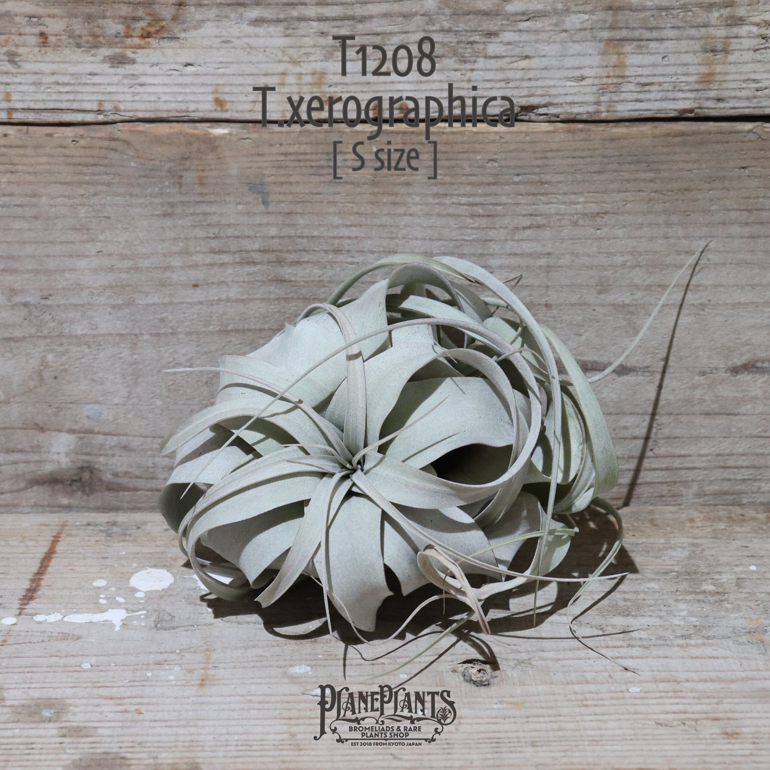 【送料無料】キセログラフィカ S(ロングリーフ)〔エアプランツ〕現品発送T1208