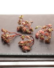 カット苗 アエオニウム 小人の祭り錦 【日本最安値？！】 Aeonium sedifolium f.variegata