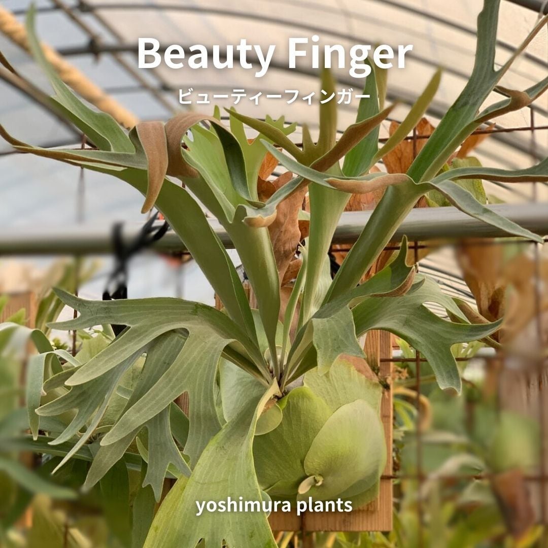 ビカクシダ FW 胞子 胞子] Beauty Finger ビューティーフィンガー ビカクシダ | Pay ID