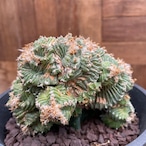 Aztekium ritteri 'Valdezii'【アズテキウム・紅籠・接木】