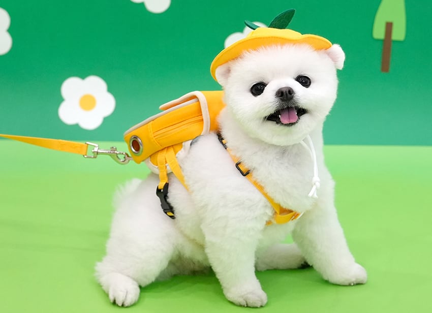 kindergarden backpack harness set  /  犬 犬用 ハーネス バッグ 帽子 リード お出かけ 小型犬 中型犬 ドッグウェア ペット用品 アクセサリー 胴輪 ha14