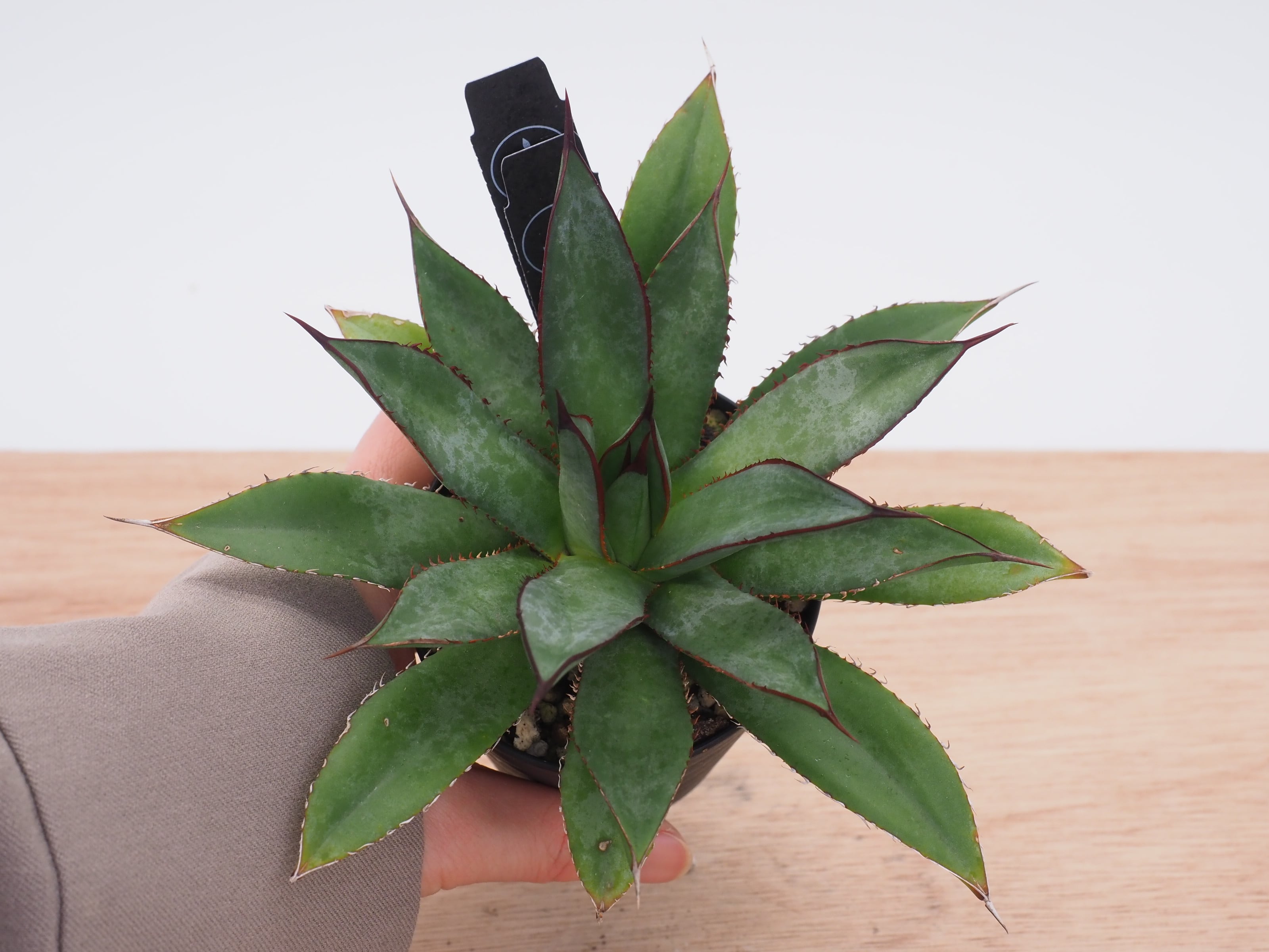 アガベ チタノタ　No.007 子株 Agave titanota(アガベ チタノタ ) #CS-007 悪魔系 子株 | THE CORE