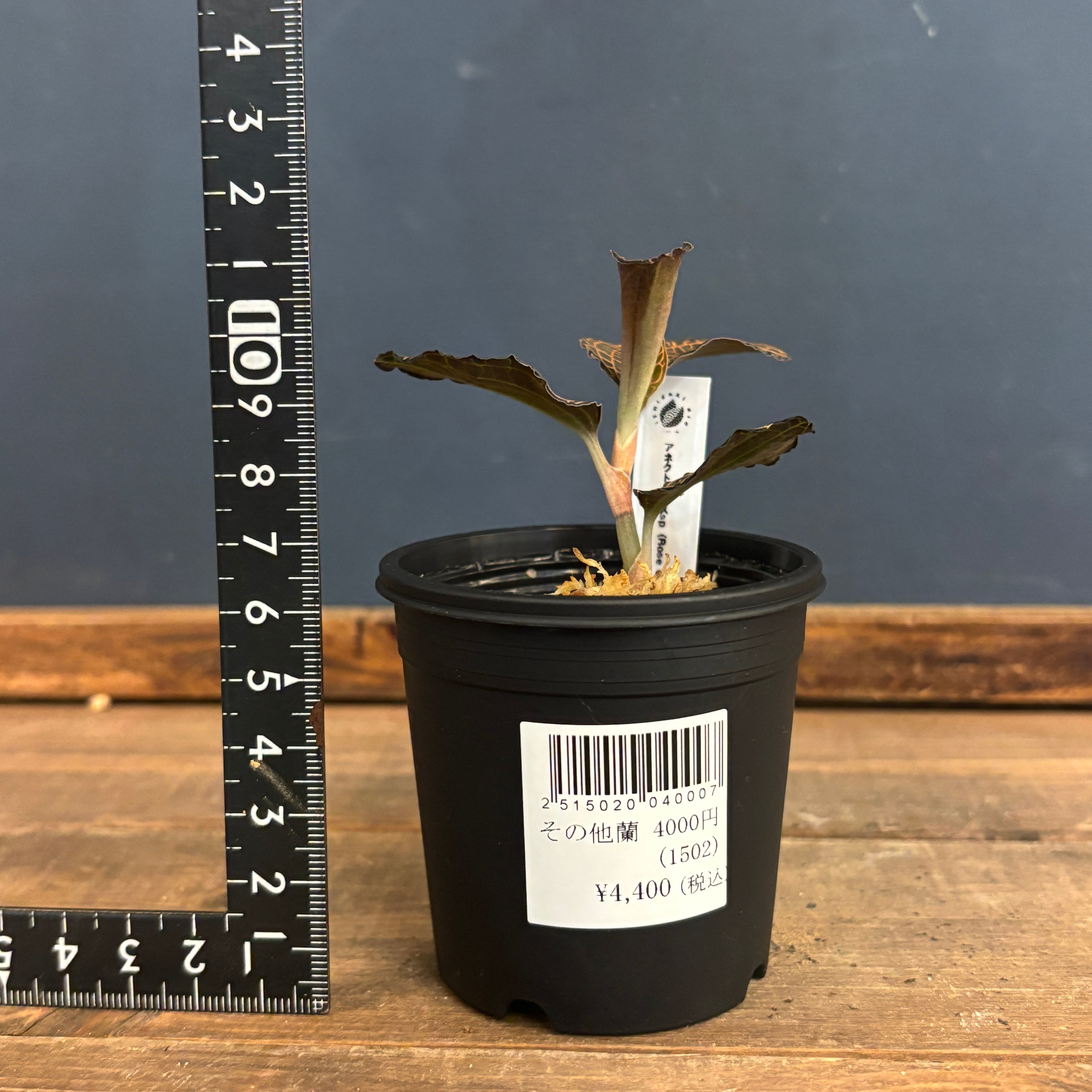 ジュエルオーキッド アネクトキルス sp Rose Gold【651】 | PROTOLEAF