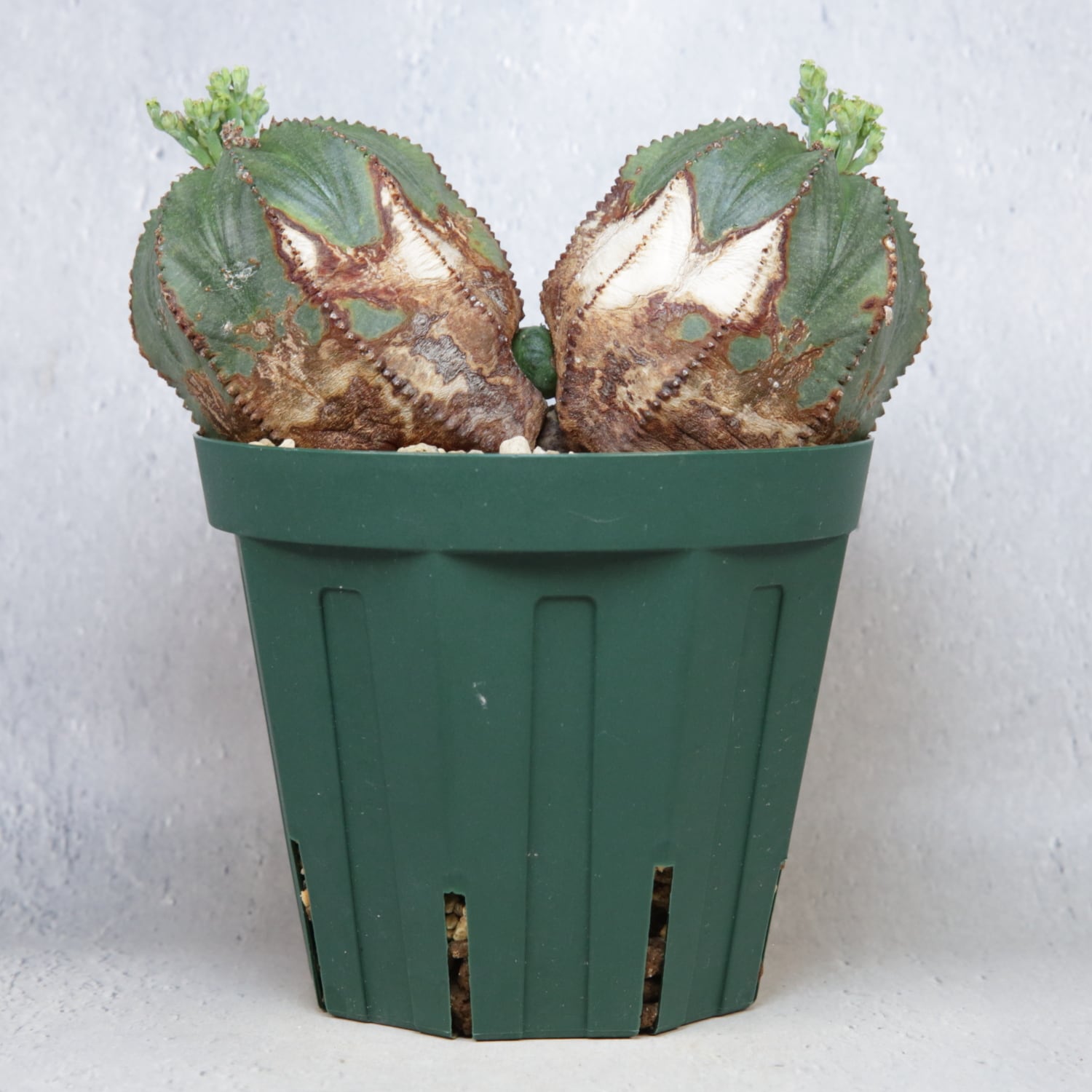 メス株 最大幅 約14cm ダブルヘッド オベサ / ユーフォルビア